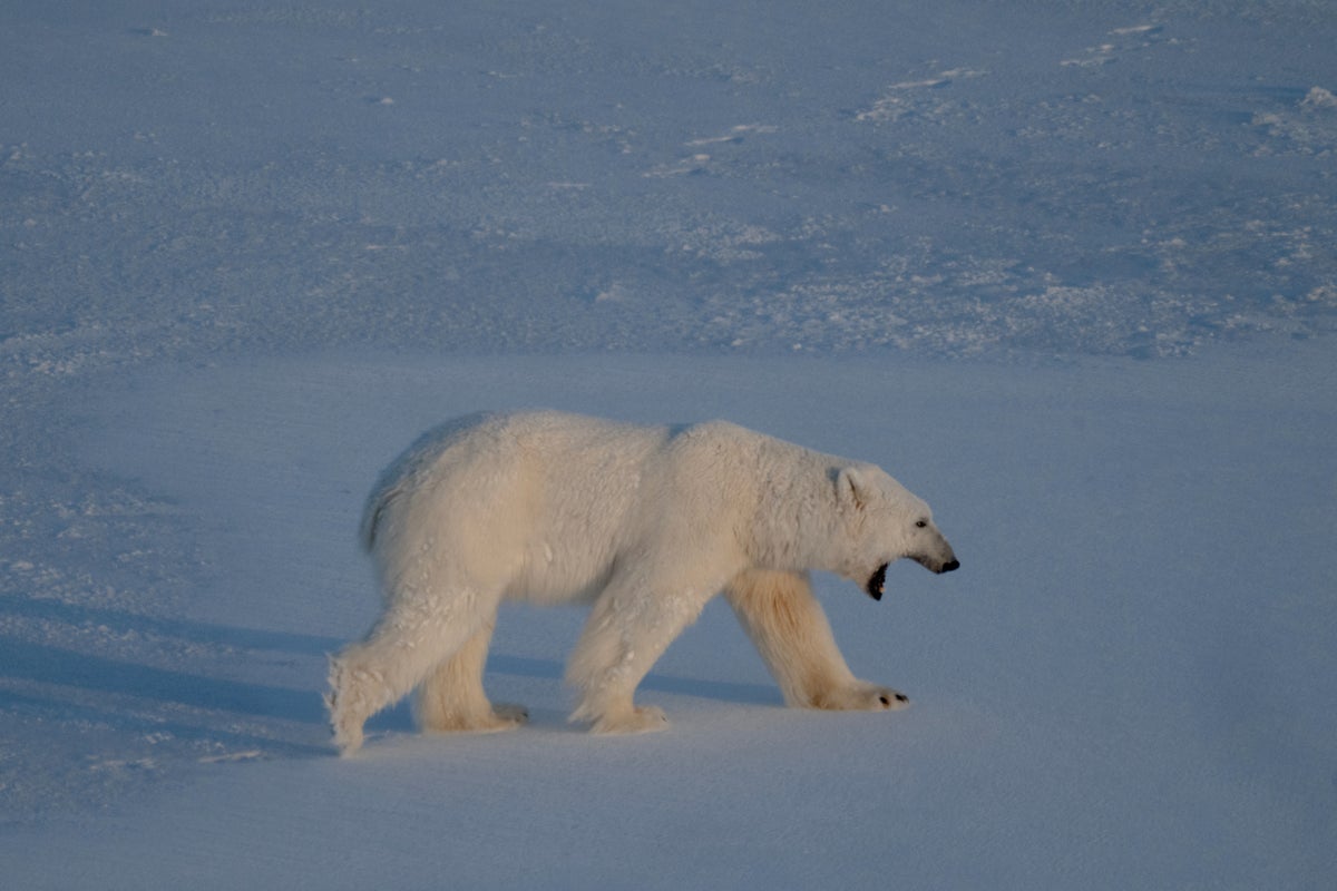 Dramatic drop in Arctic sea ice levels puts an end to hopes of short-term recovery