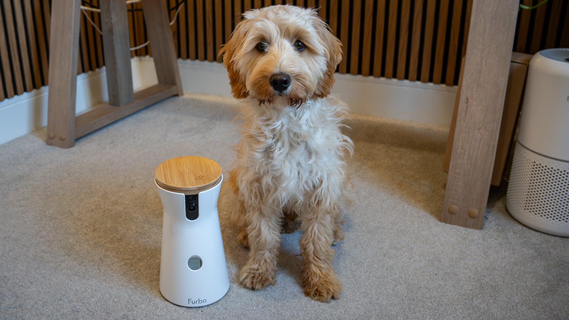 Enzo stops barking, whining or crying and runs eagerly to the Furbo 360 when the jingle plays (Alistair Charlton/The Independent)
