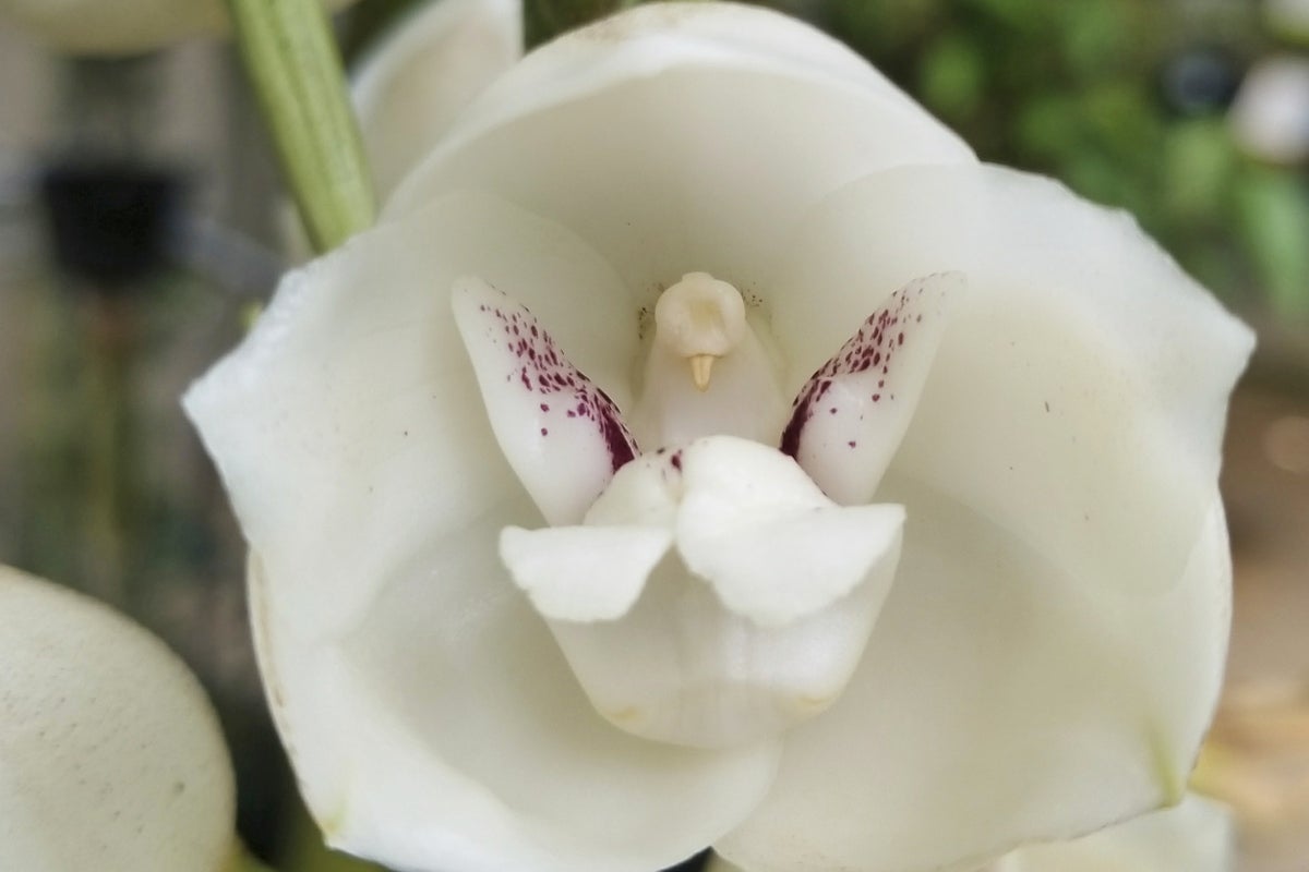 These five orchids mimic humans, babies and animals — and It’s all part of nature’s evolution – UK Times These five orchids mimic humans, babies and animals — and It’s all part of nature’s evolution – UK Times