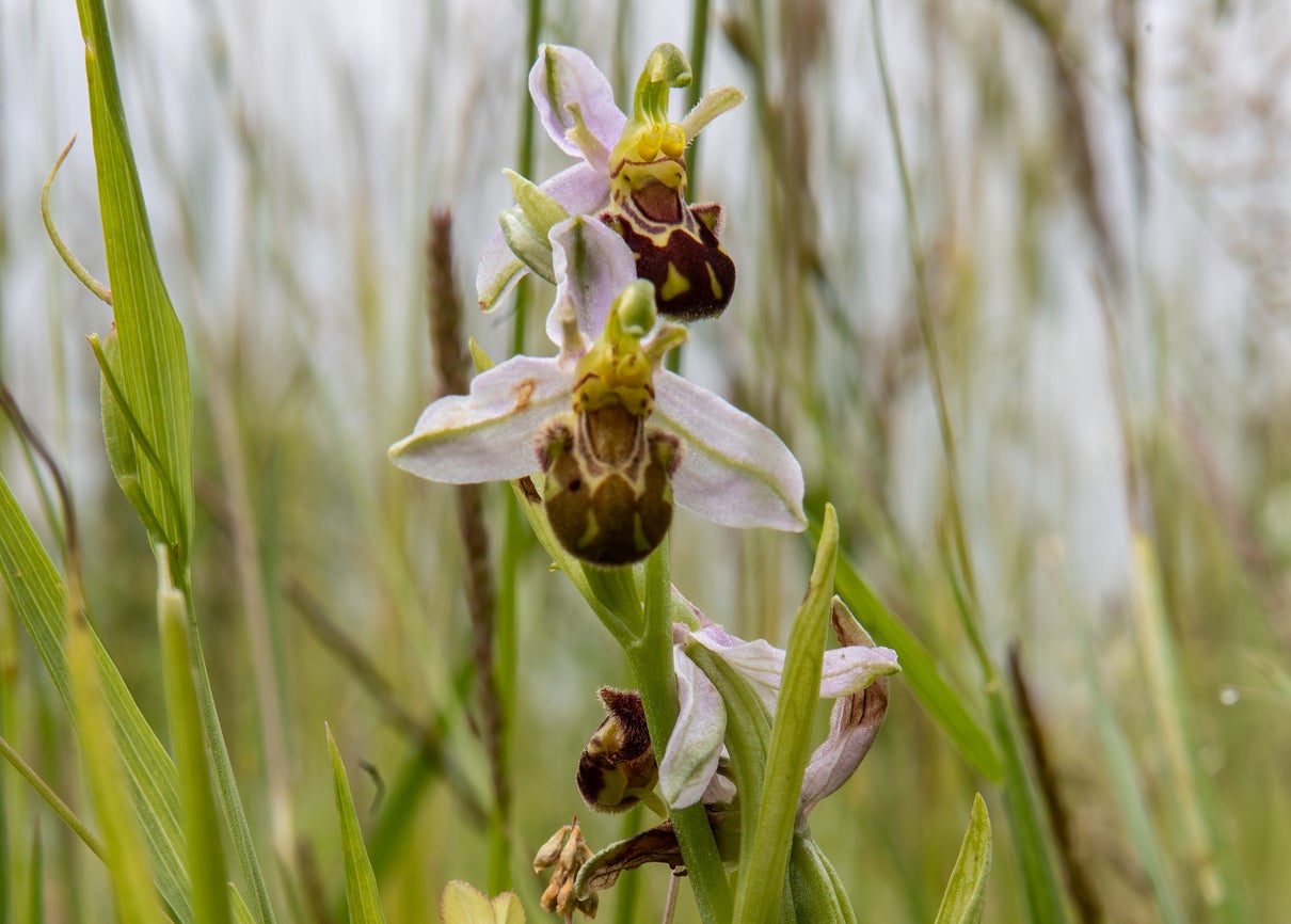 This Mediterranean beauty employs an ingenious strategy, its scent and flower mimicking a female solitary bee