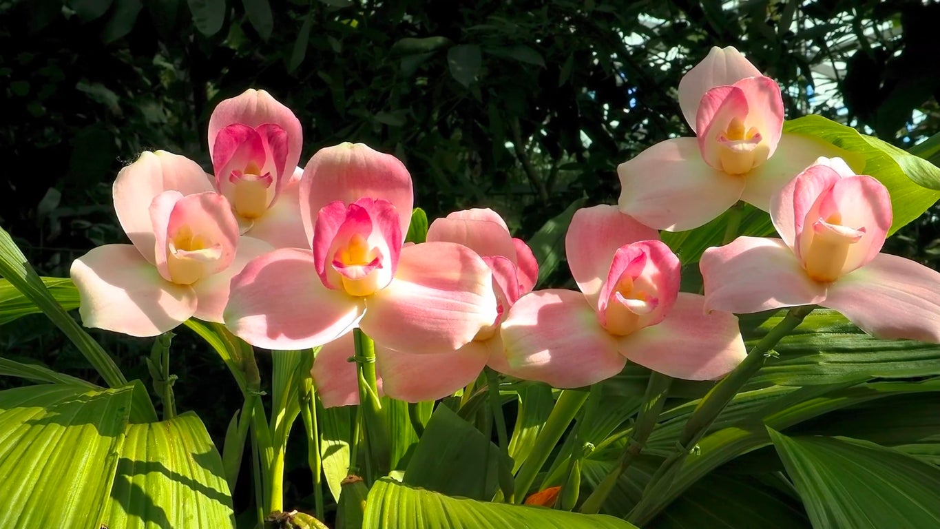 The Swaddled Baby orchid is a two-foot tulip orchid found exclusively in the high-humidity Andes region of South America