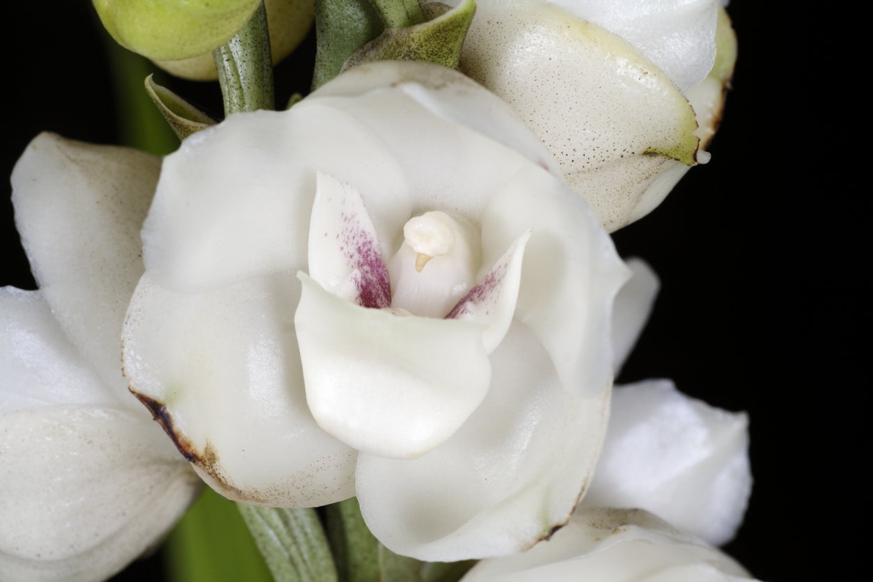 The Dove orchid is Panama's national flower, known locally as flor del Espíritu Santo