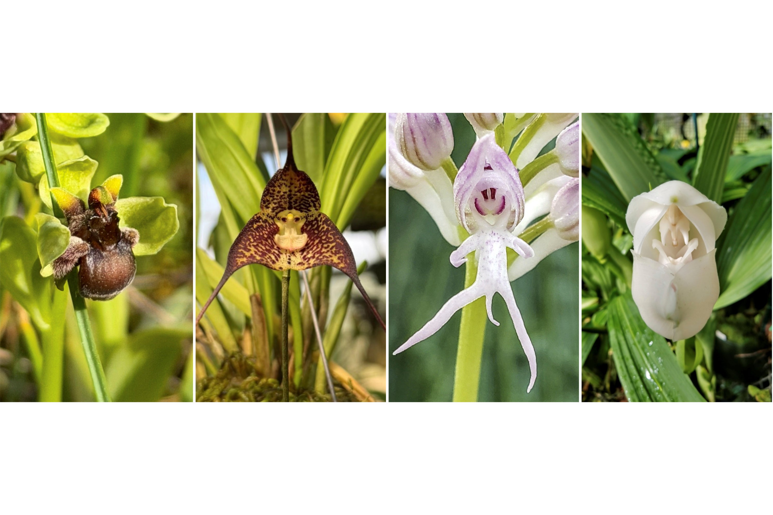 These remarkable orchids stand out for their striking mimicry, captivating observers with their unique and often amusing forms