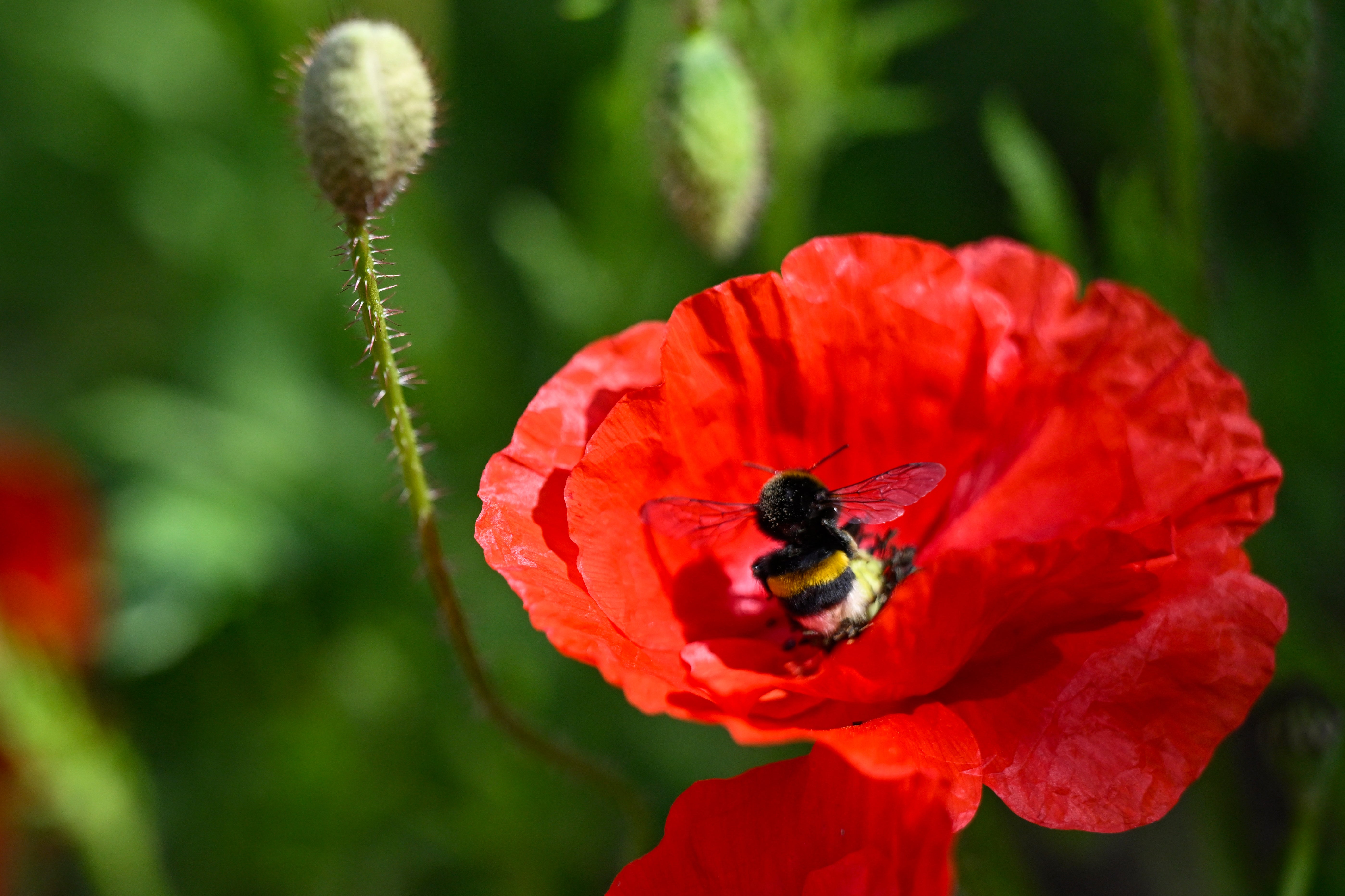 When bumblebees overheat, they can’t fly or forage – which is bad news for everyone (AFP/Getty)