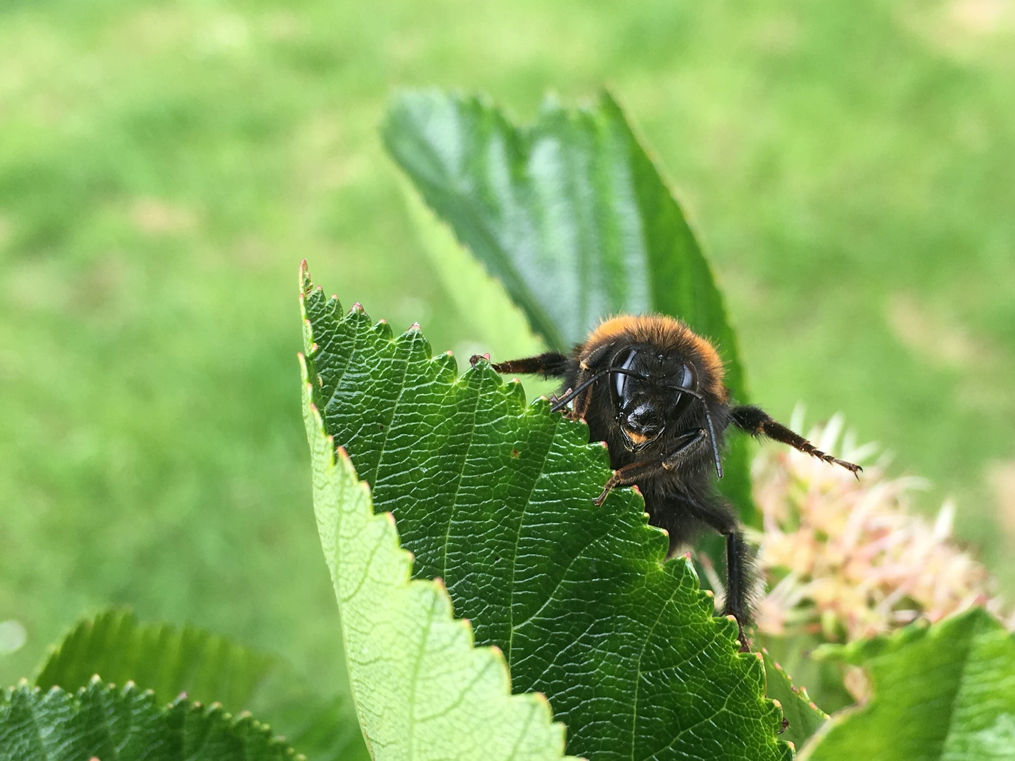 From new insects to dying trees and bumblebees: 10 ways hotter weather is going to change the British countryside – UK Times