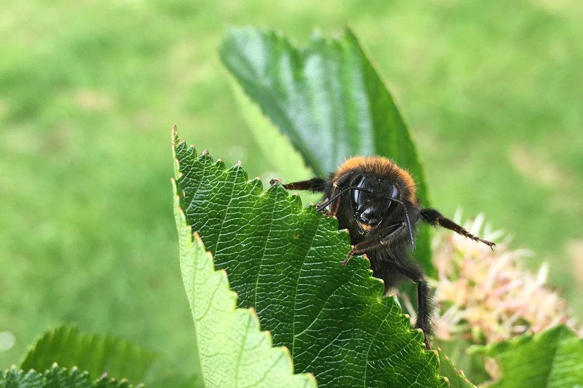 From new insects to dying trees and bumblebees: 10 ways hotter weather is going to change the British countryside – UK Times From new insects to dying trees and bumblebees: 10 ways hotter weather is going to change the British countryside – UK Times
