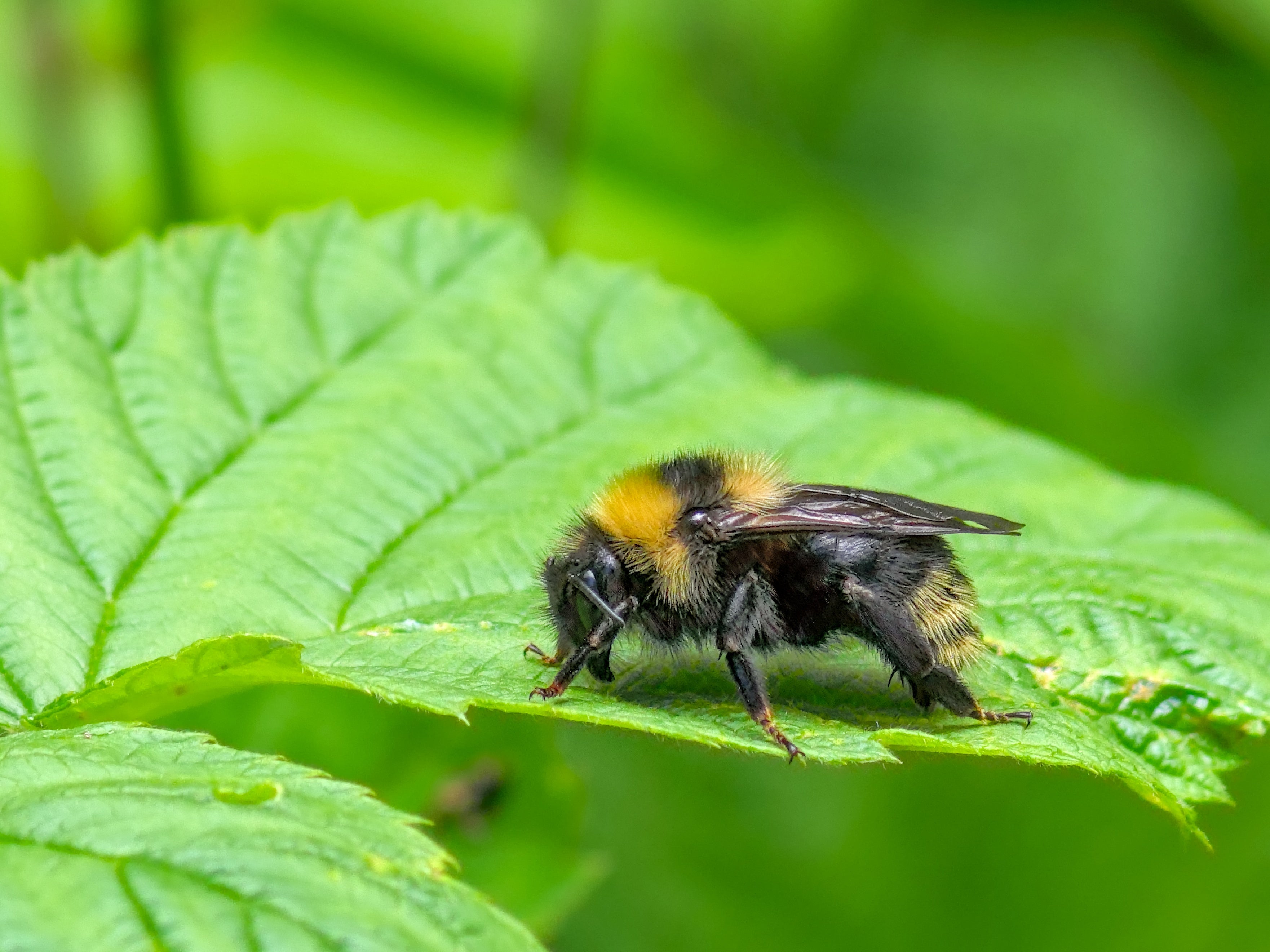 Bumblebee numbers could tumble as Britain&rsquo;s heatwaves intensify