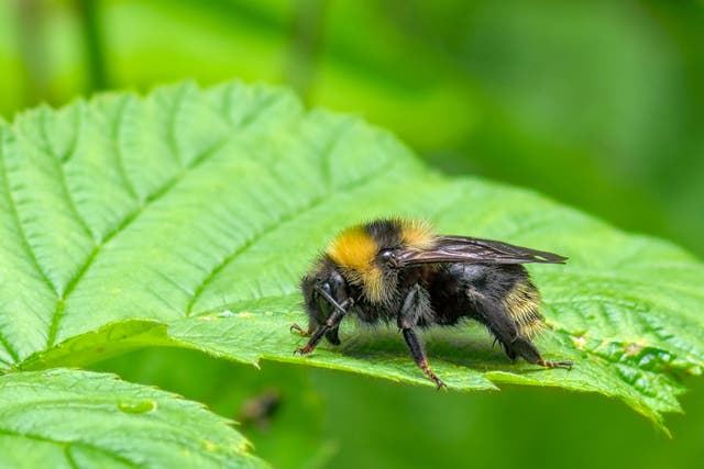 Bumblebee numbers could tumble as Britain’s heatwaves intensify