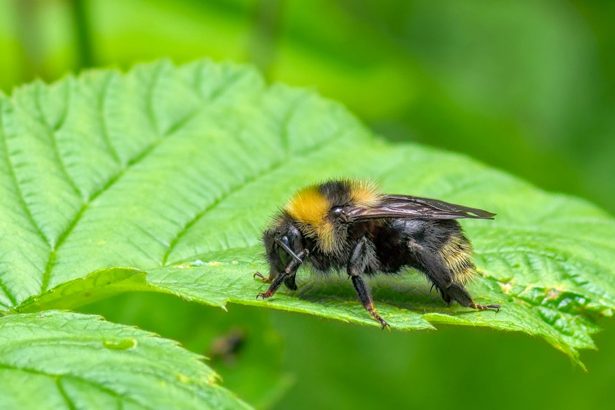 Bumblebee numbers could tumble as Britain’s heatwaves intensify Bumblebee numbers could tumble as Britain’s heatwaves intensify