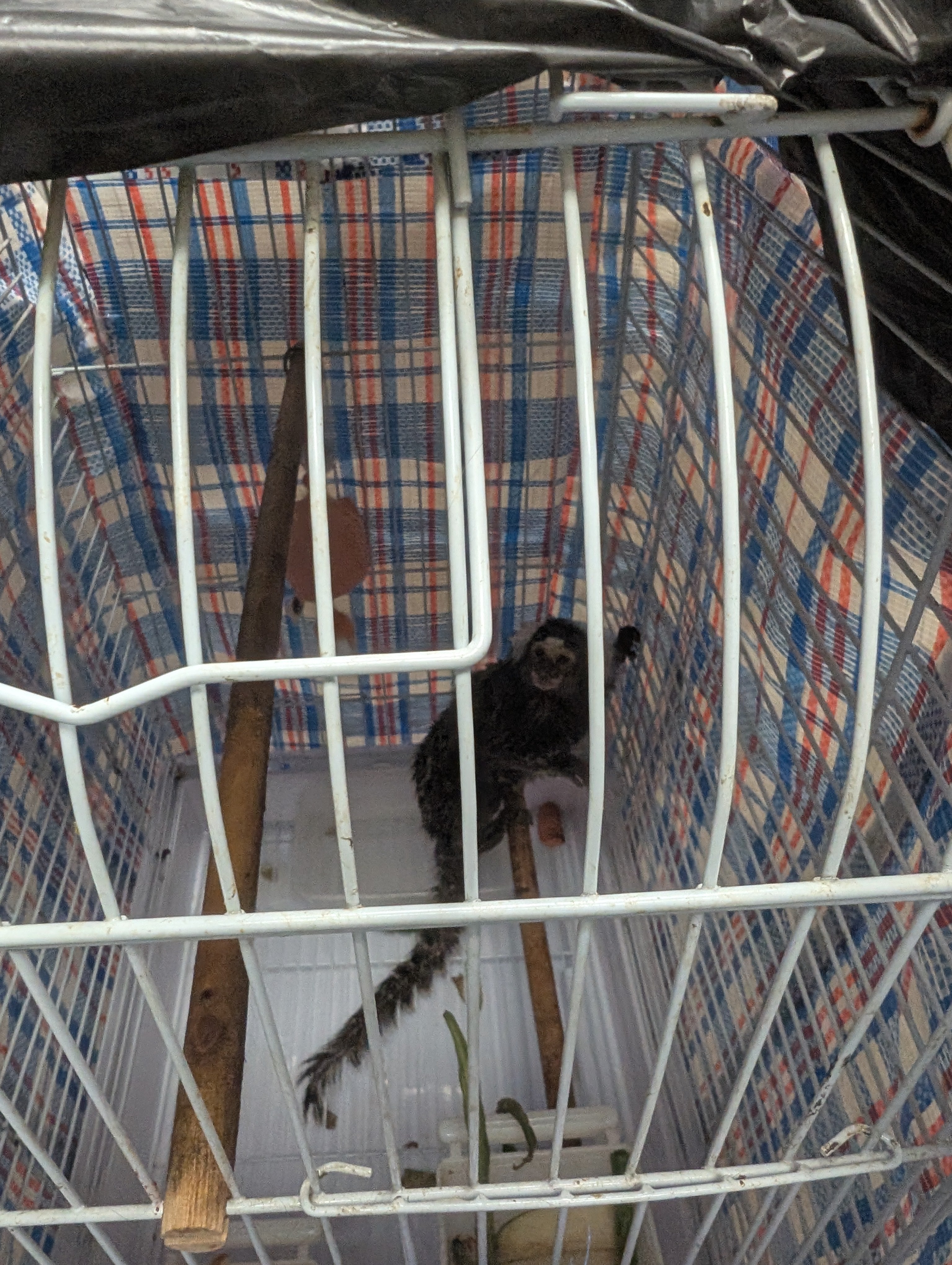 The marmoset was found in a laundry bag, where she had been abandoned in her cage (RSPCA)