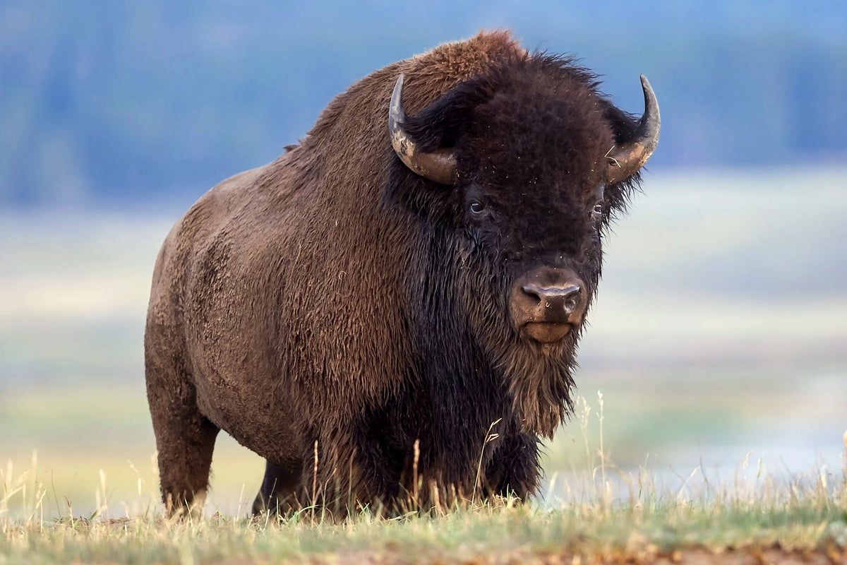 Grandfather breaks silence after Yellowstone bison attack | The Independent