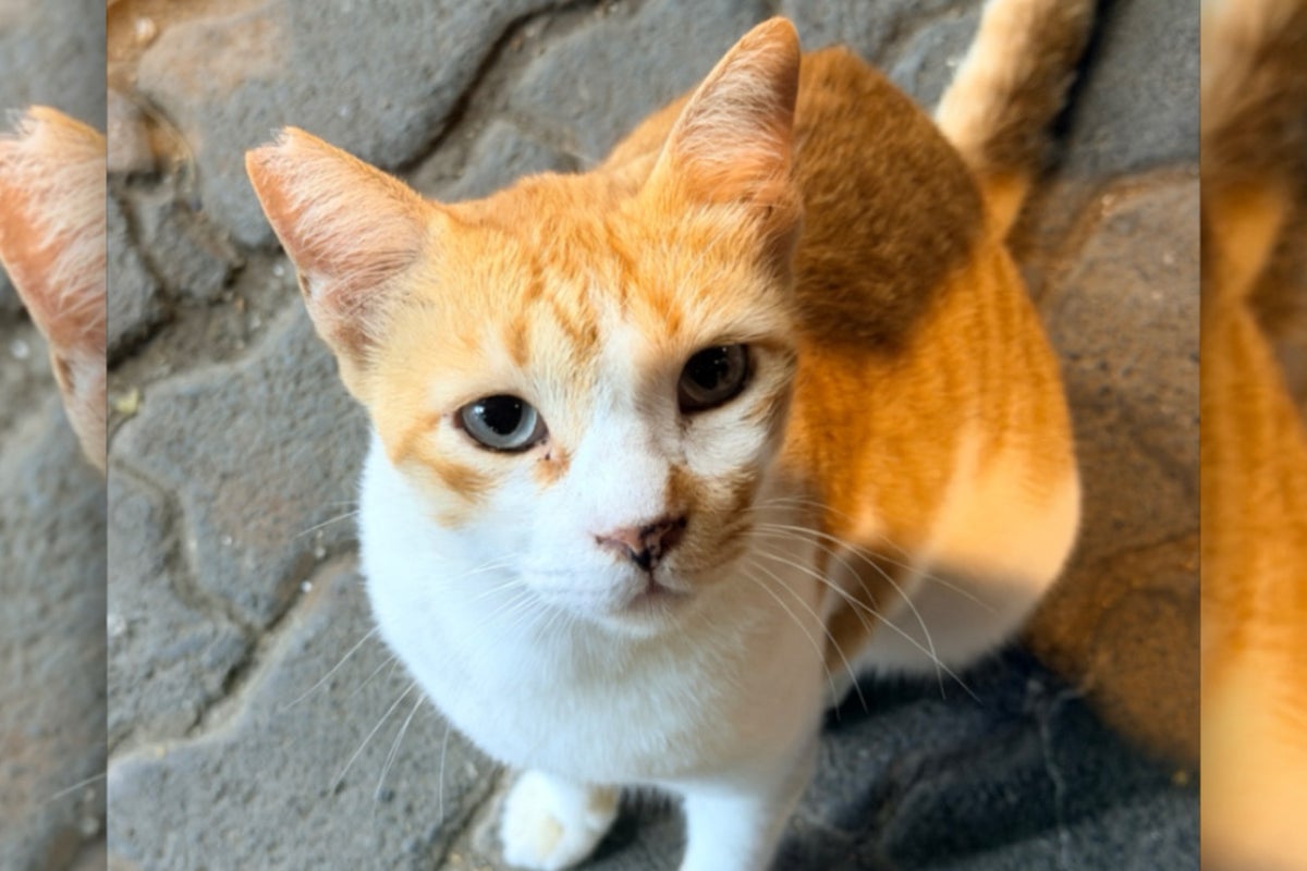 The crowdsourced site taking on an unusual and Herculean task – mapping India’s stray cats