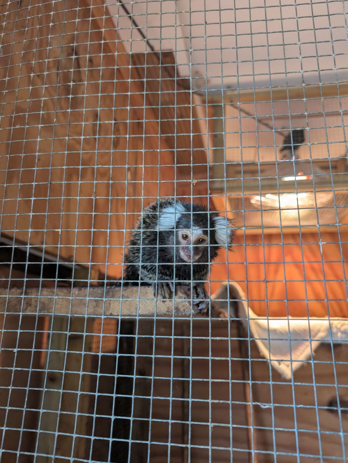 Marmoset abandoned in laundry bag on London bus will be ‘first of many’, warns RSPCA Marmoset abandoned in laundry bag on London bus will be ‘first of many’, warns RSPCA