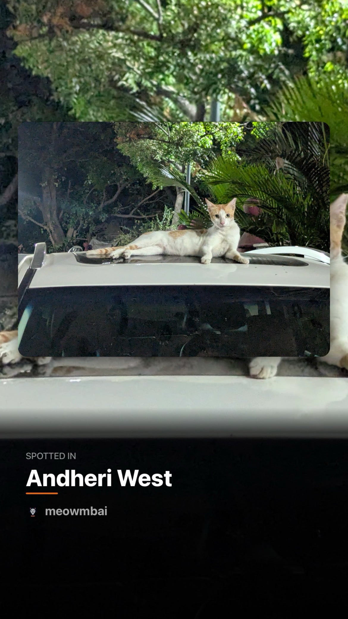 Sudarshan Birla he ‘would love to see people come to Mumbai and spend a weekend getting to know these cats’