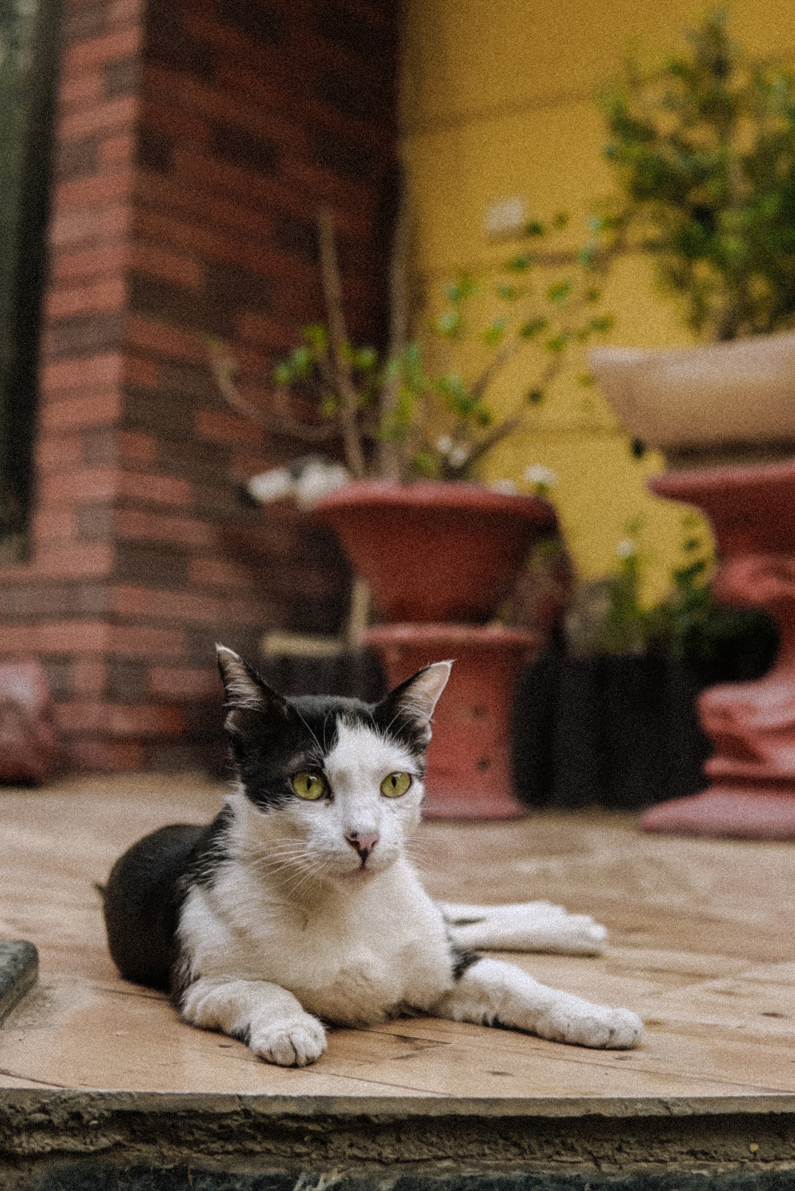 Sudarshan Birla says Meowmbai started as a fun idea