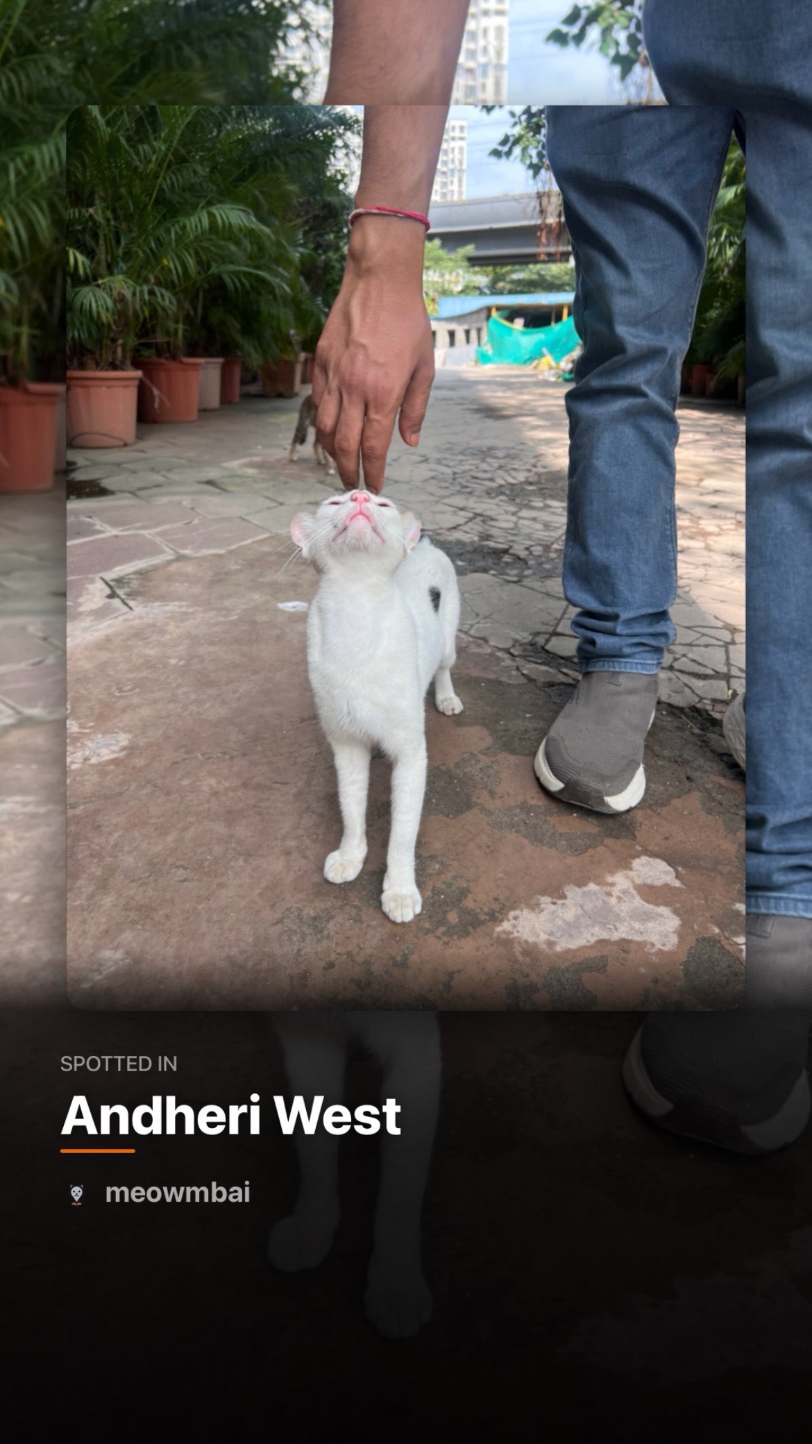 What began as a playful map of neighbourhood cats quickly attracted messages from community feeders, rescuers, and animal welfare groups