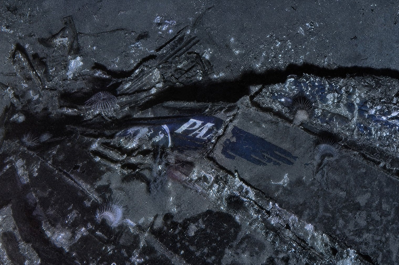 The Pan American World Airways logo on the nose section of the Clipper Endeavor wreck