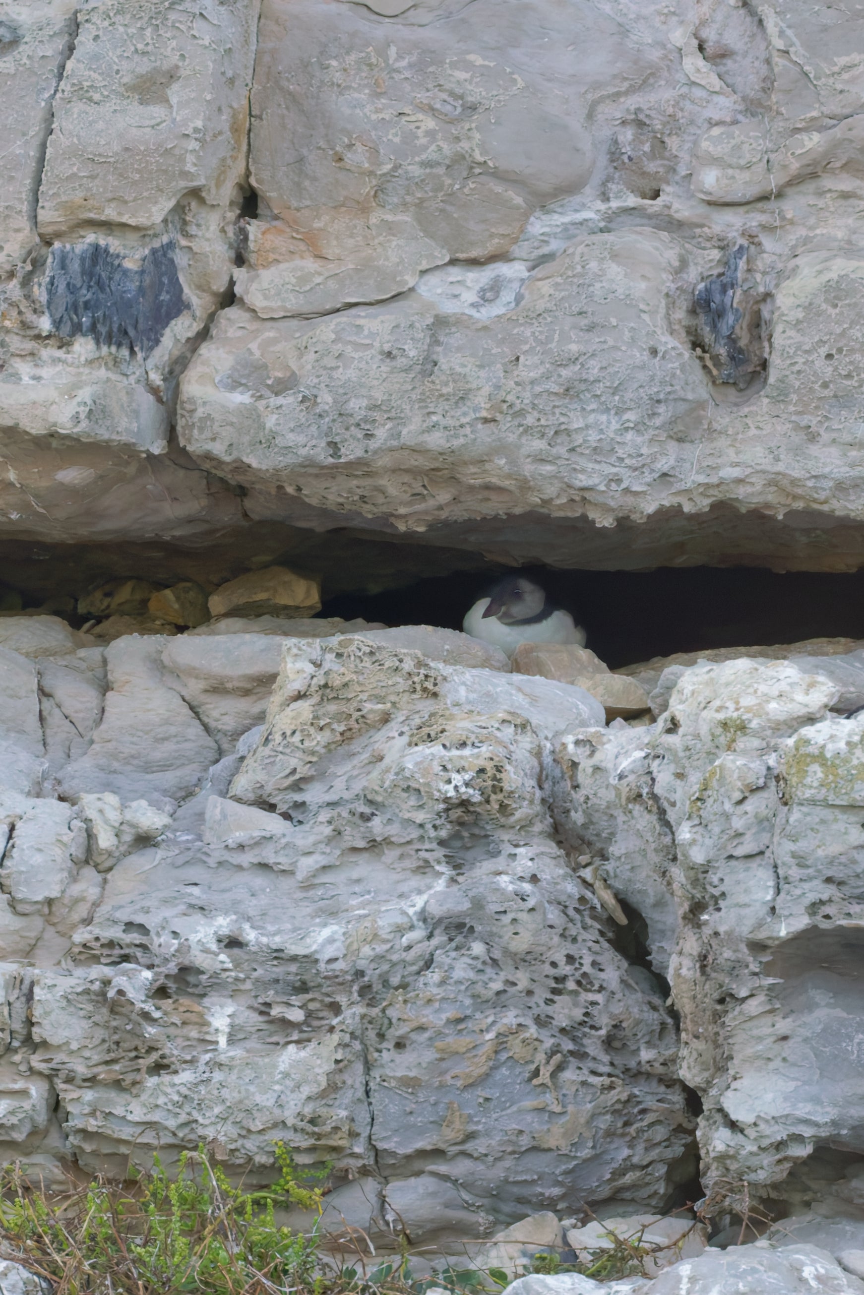 For the first time in 30 years, volunteers monitoring the puffin colony in Purbeck have confirmed the sighting of a baby puffin, known as a puffin, on the cliffs near the National Trust's Dancing Ledge.