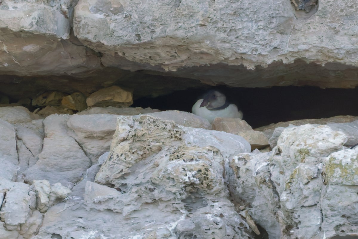 Uma colônia de papagaios-do-mar Dorset está vendo seu primeiro filhote pela primeira vez em décadas