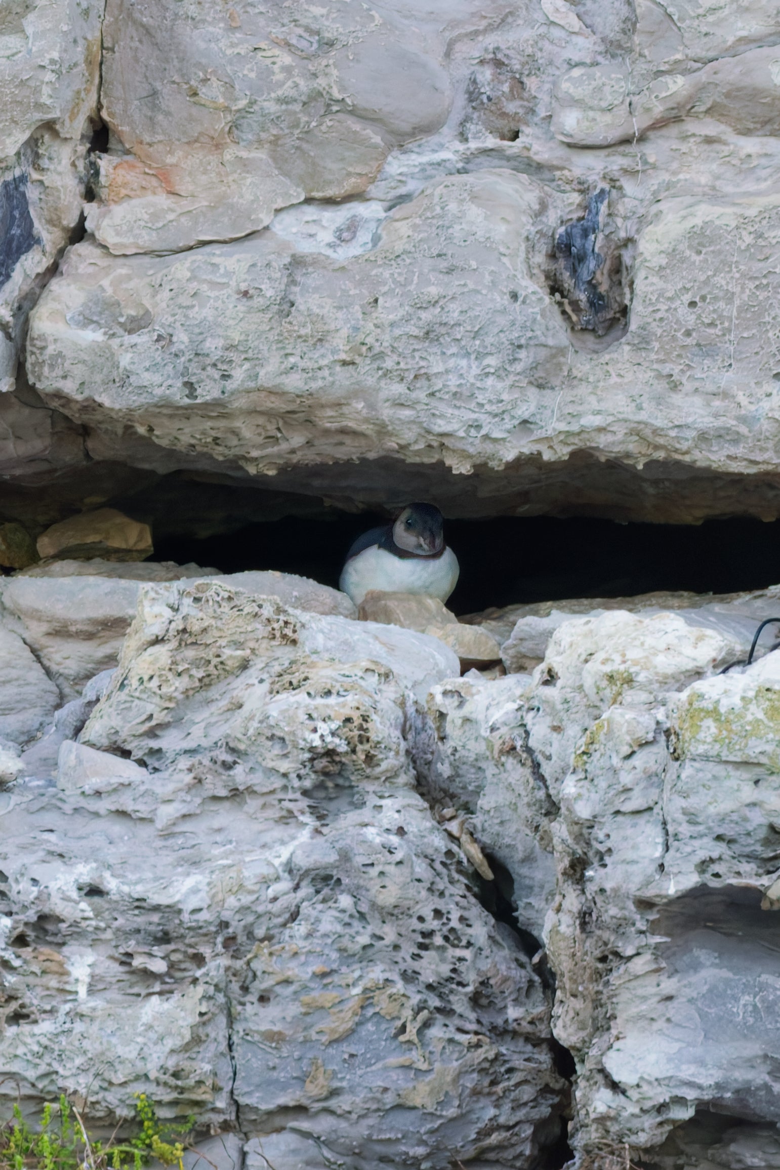 The puffer was peeking out of a deep cleft in the sheer cliff where the last breeding colony of puffins on the south coast of mainland England was struggling to survive.