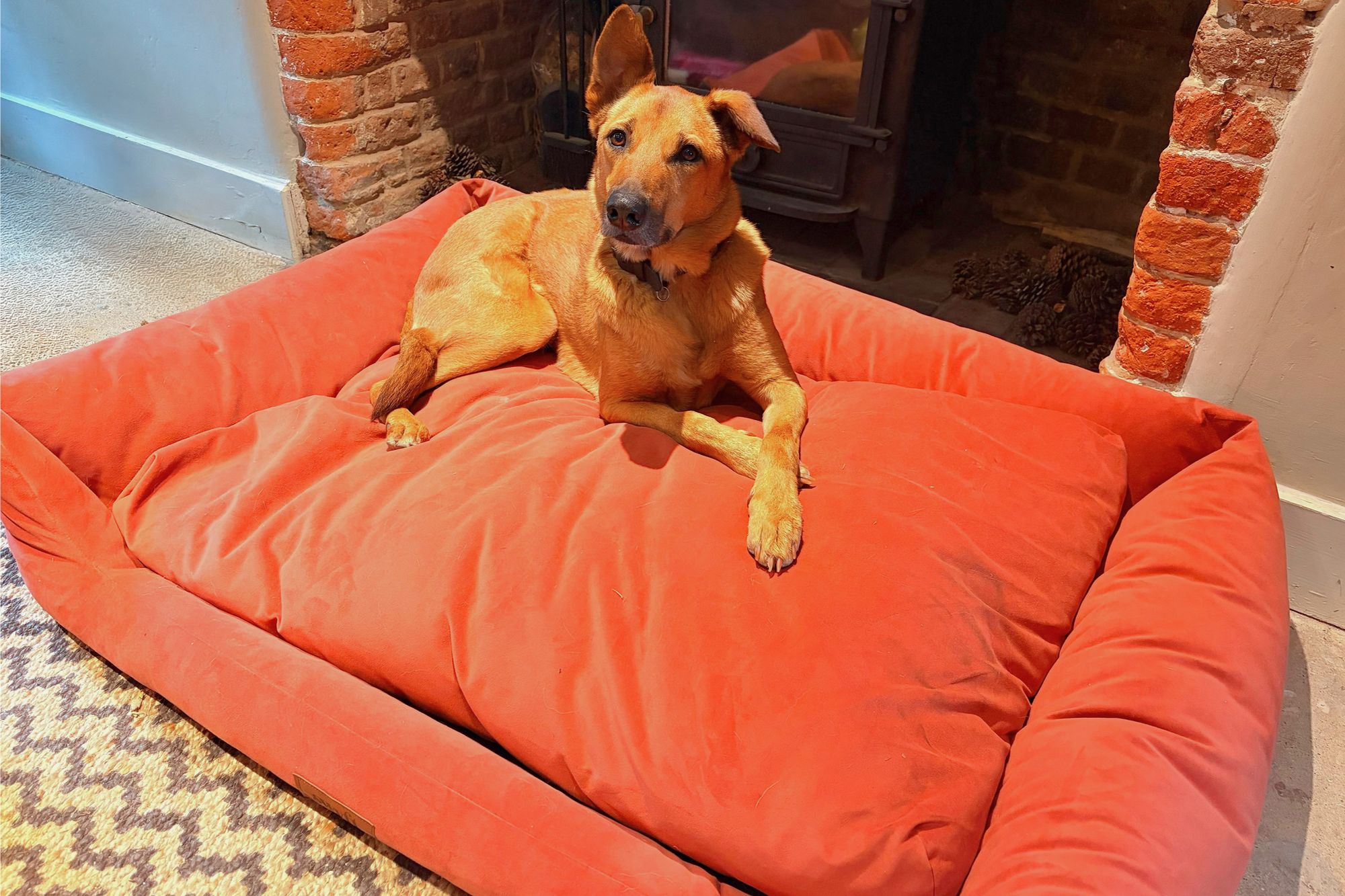 Nudi might have preferred the medium size as a dog that likes to curl up (Lucy Smith/The Independent)