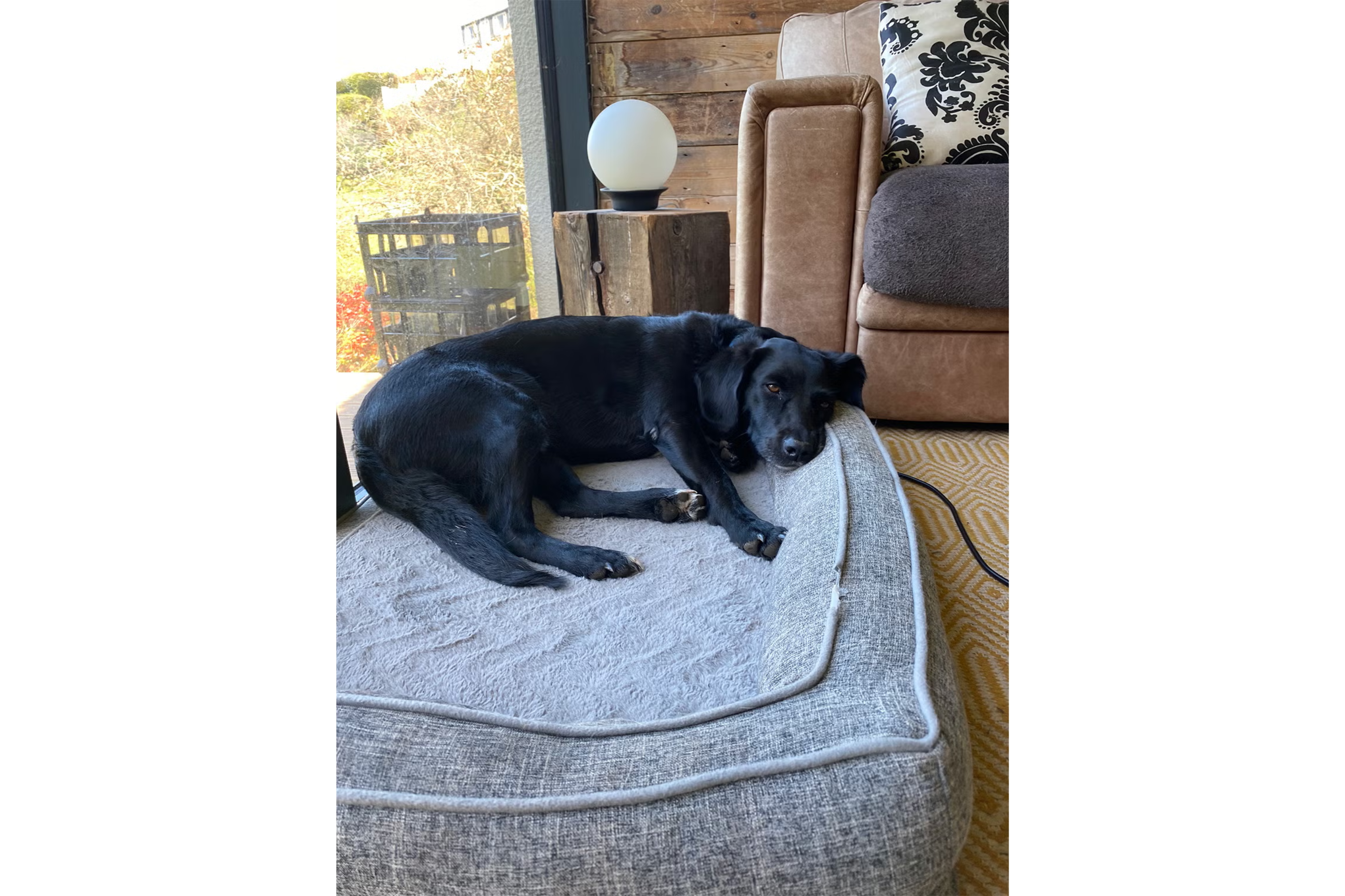 My senior lab enjoyed snoozing against the raised sides (Clare O'Reilly/The Independent)