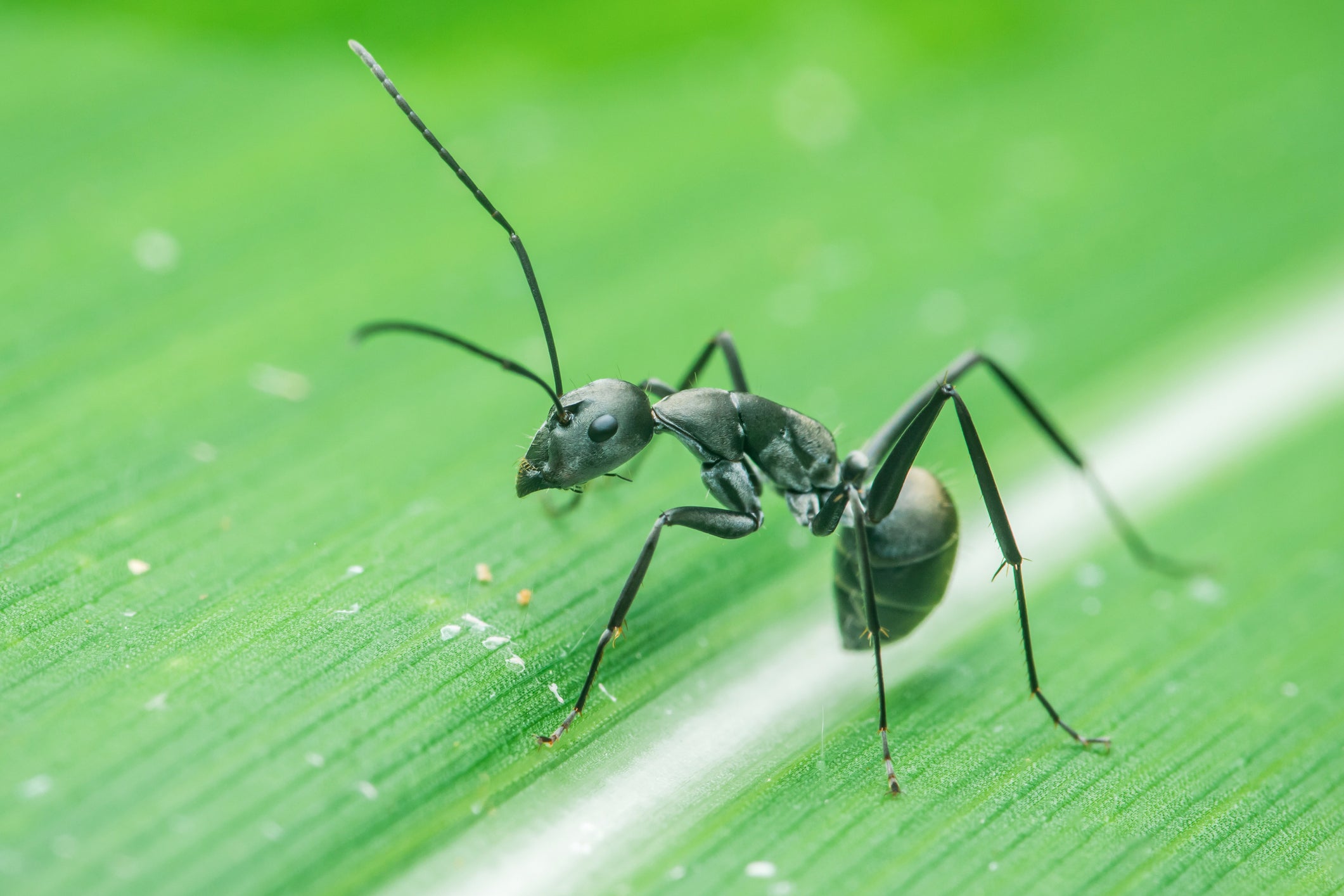 The restaurant admitted to serving ants in sorbets over a period of around five years (file)