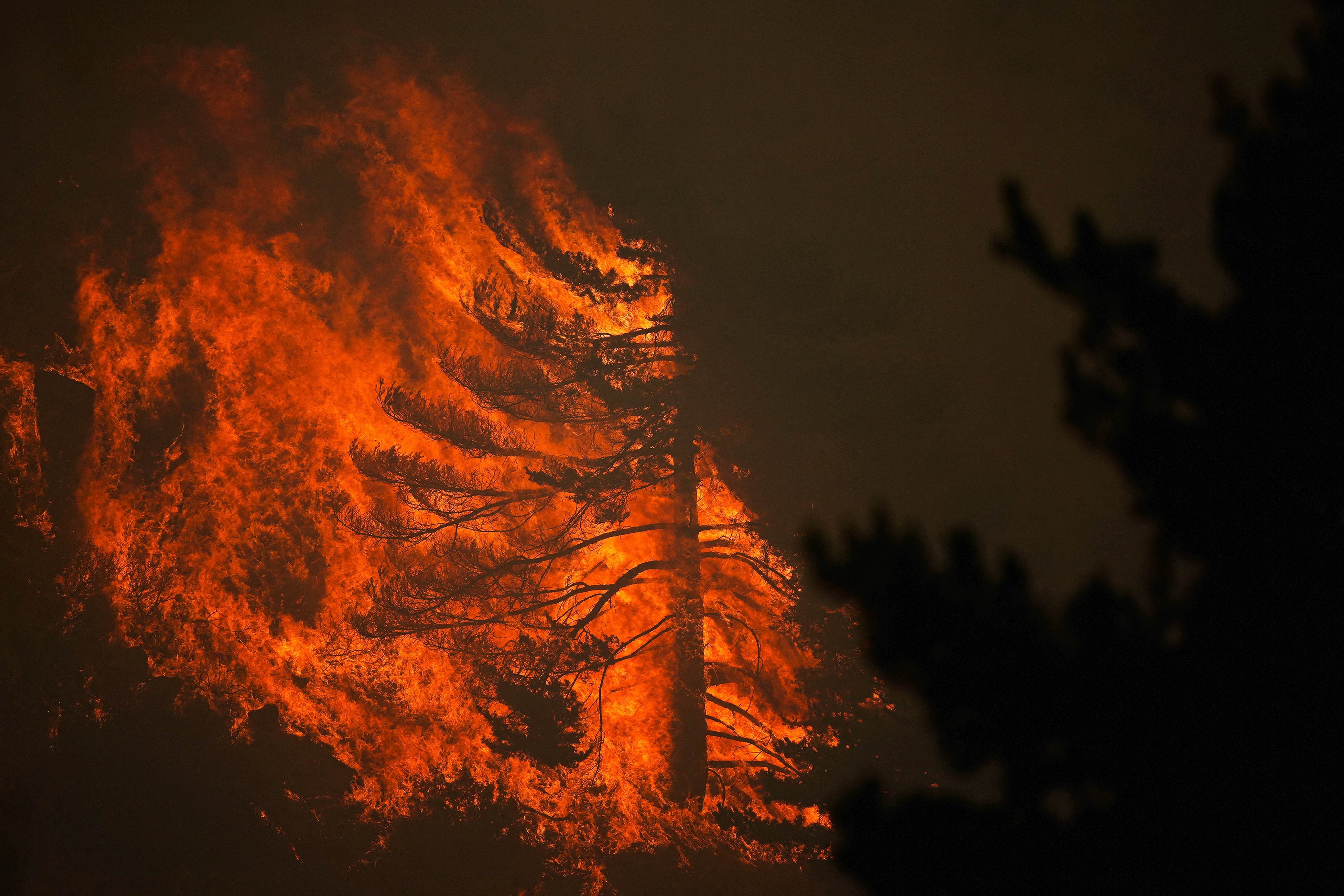 A tree burns during the La Mierla wildfire in Albendiego, Guadalajara