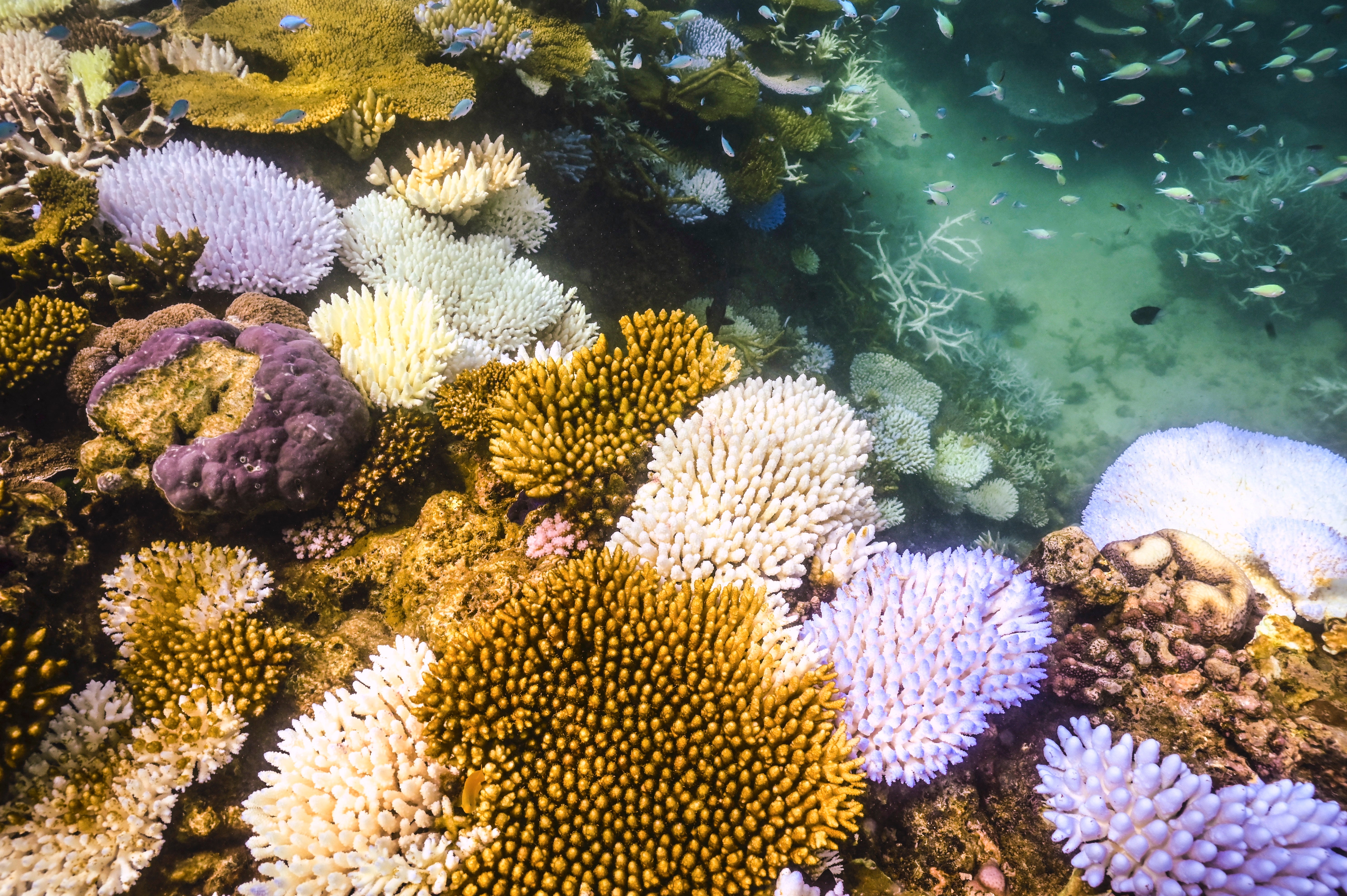 Bleached and dead coral around Lizard Island on the Great Barrier Reef