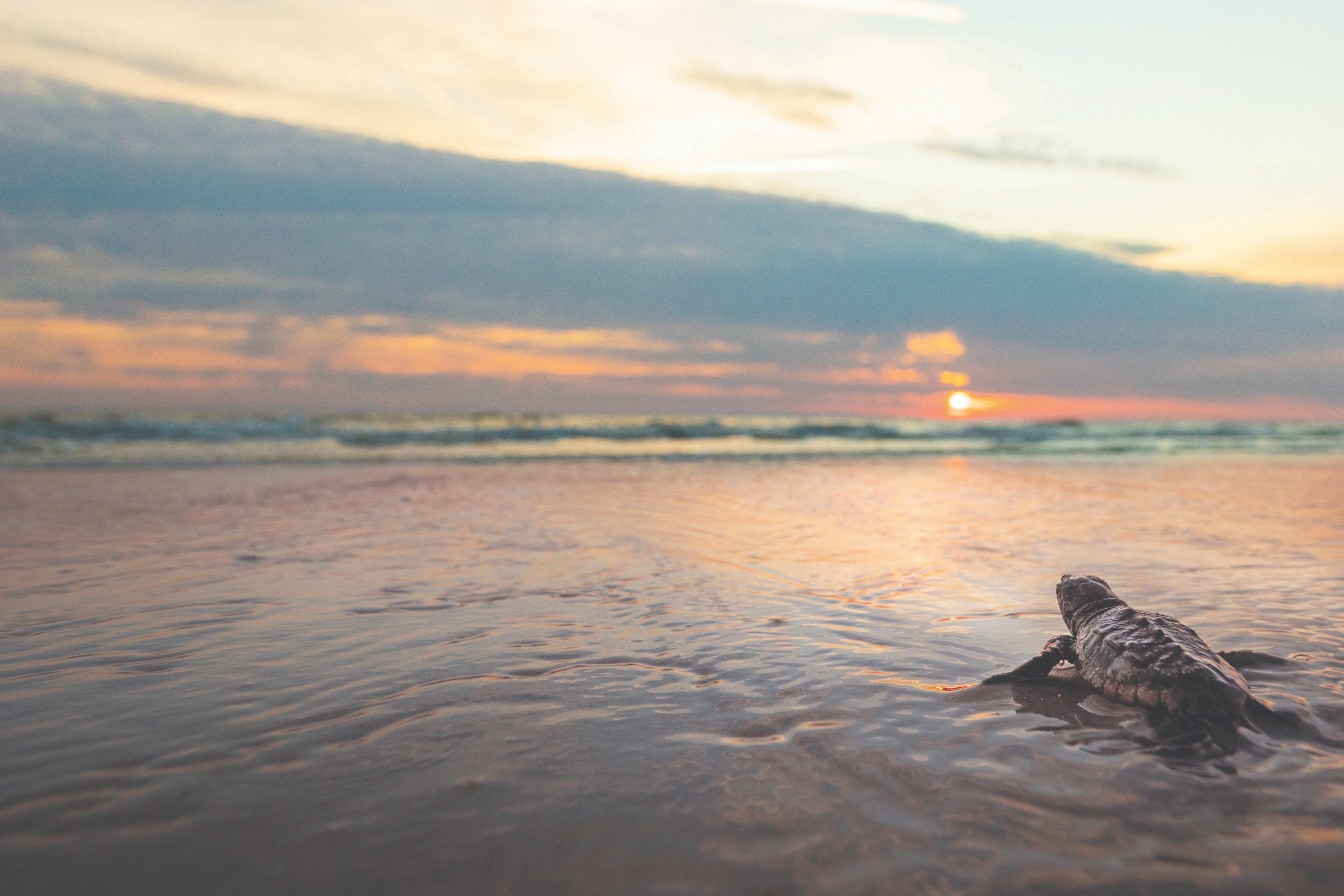 Hilton Head Island is home to a wide variety of wildlife, including turtles that nest in the sand dunes