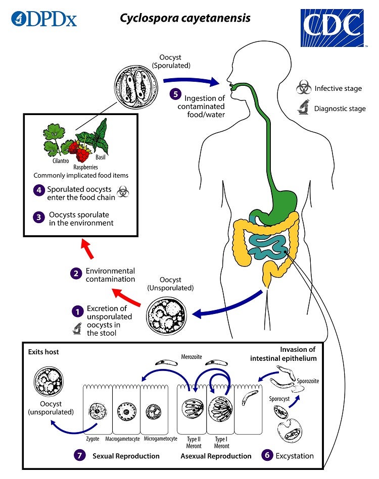 This graphic image from the Centers for Disease Control and Prevention shows how humans are able to spread cyclospora. The infected food enters the intestines, the parasite replicates inside the body and then it is excreted so it can become infectious again
