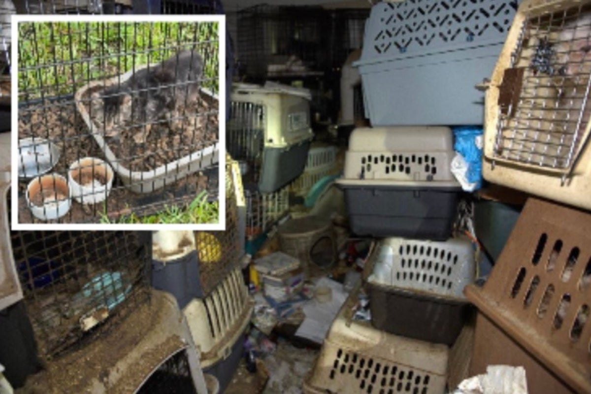 80 cats found in Florida home of mail carrier who collected strays along her route – UK Times 80 cats found in Florida home of mail carrier who collected strays along her route – UK Times