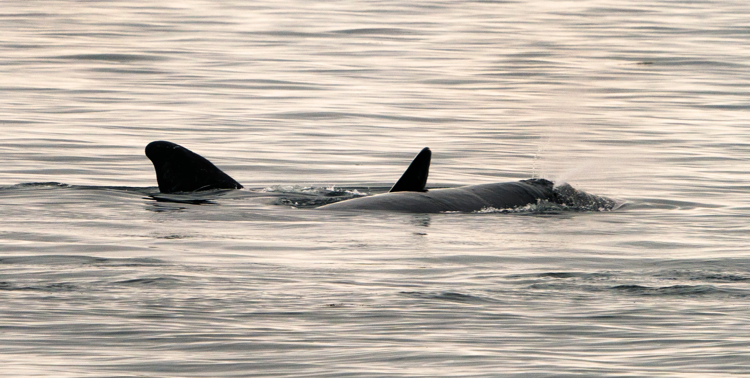 A pair of North Atlantic right whales, believed to be a mother and calve, swim in the waters of Cape Cod Bay on April 14, 2019, near Provincetown, Massachusetts