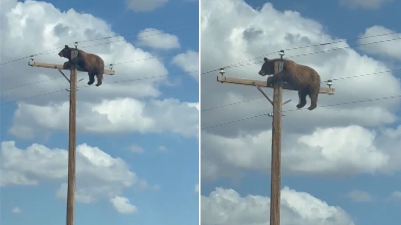 Tragic update in viral story of bear who was found stuck atop telephone pole