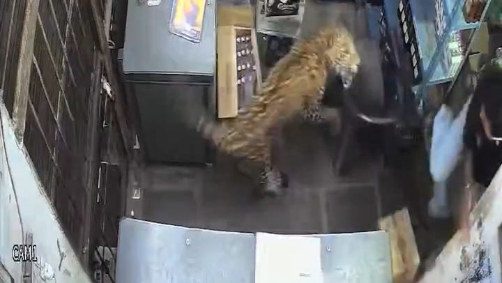 Moment leopard storms into alcohol store and pounces on shopkeeper in shocking attack