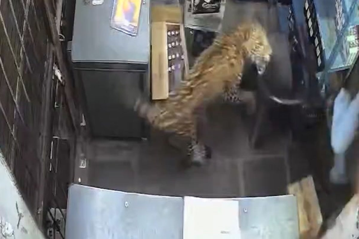 Leopard jumps into Indian liquor store and attacks shopkeeper on CCTV