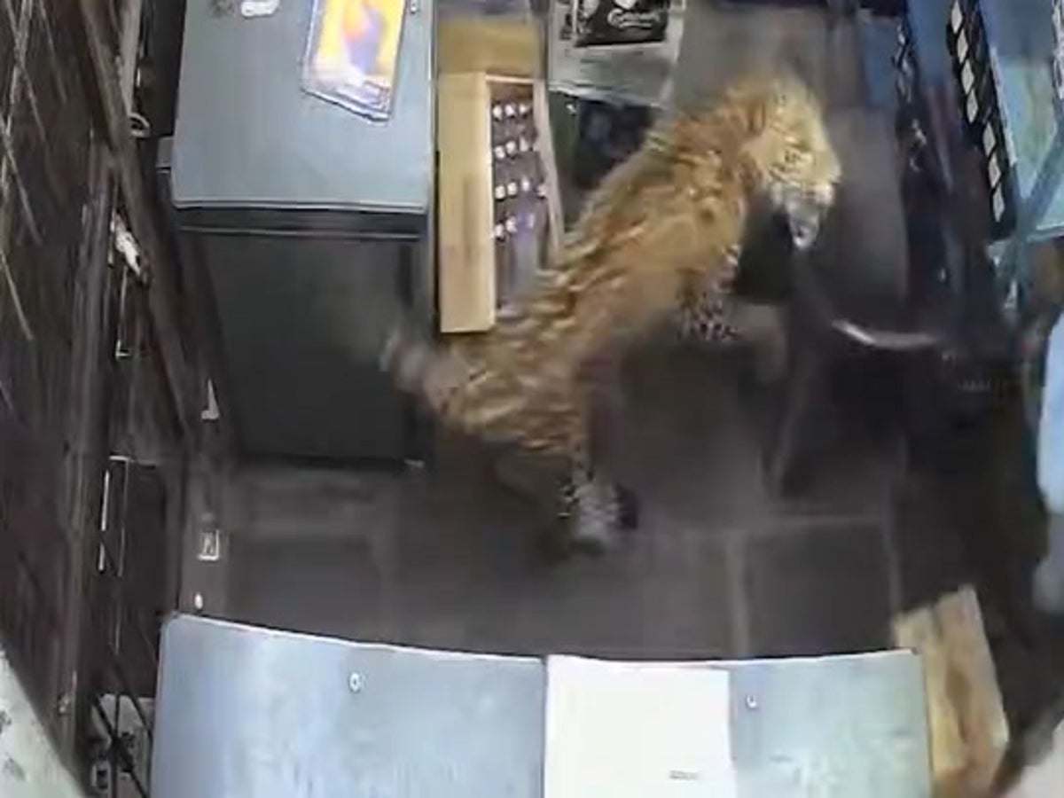 Leopard leaps over counter and attacks shopkeeper in India | News