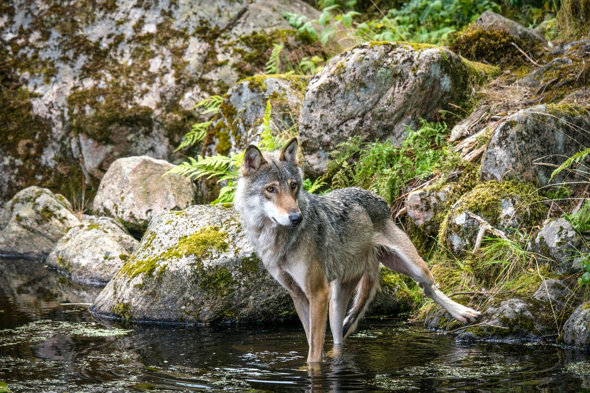 Denmark issues wolf warning to tourists after ‘reduced shyness’ in pups – UK Times Denmark issues wolf warning to tourists after ‘reduced shyness’ in pups – UK Times