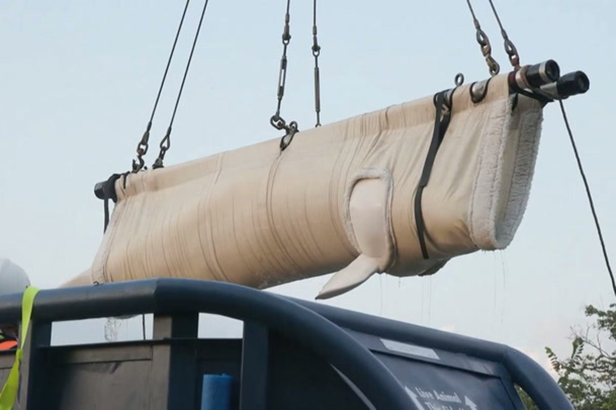 Beluga whales airlifted to new US homes after former marine park closed down