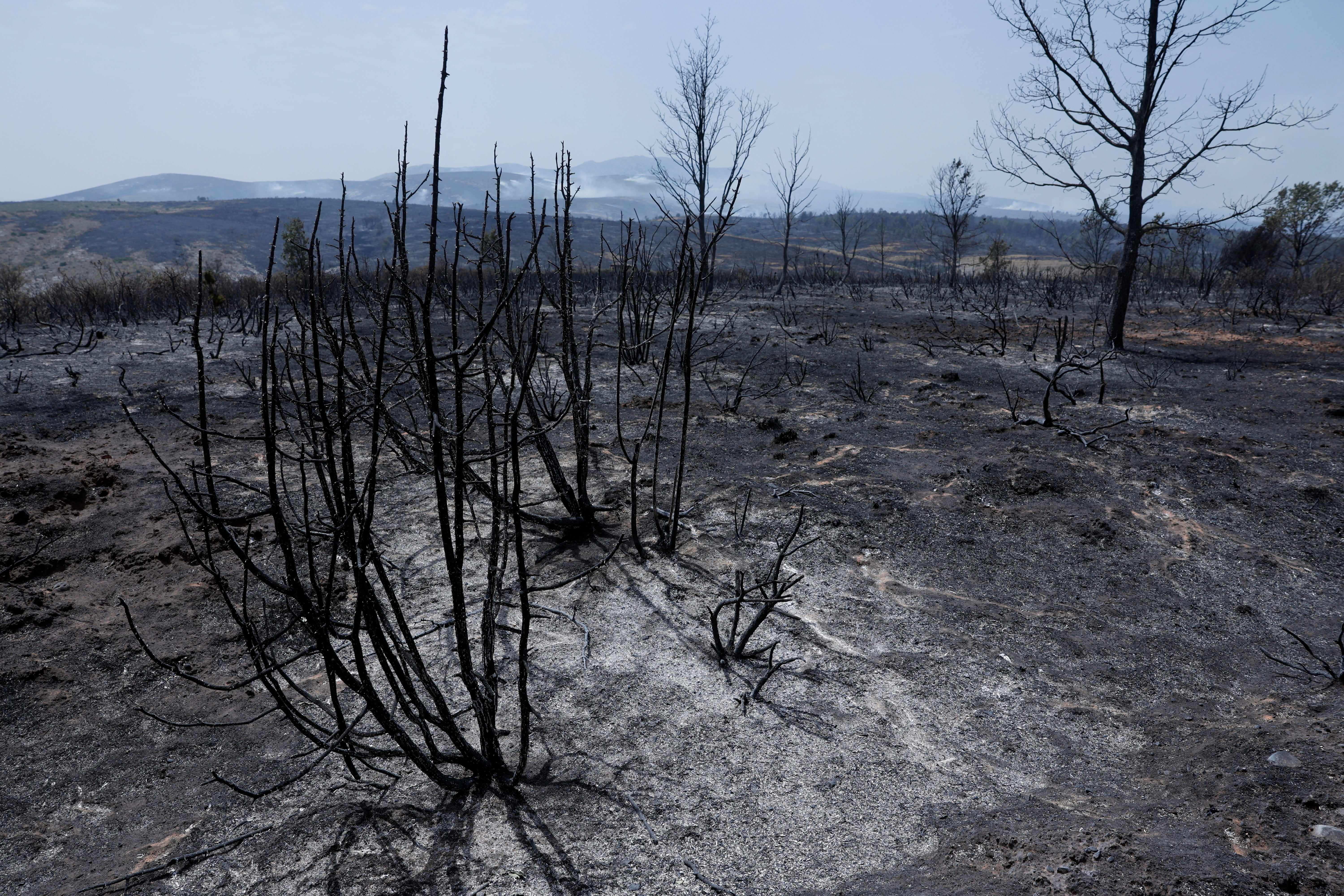 Experts demand climate change be declared a global health emergency as heat-related deaths soar