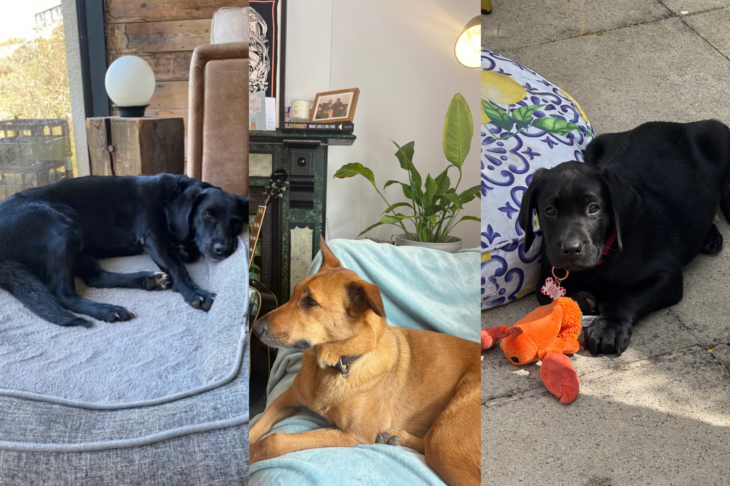 Three of our five furry testers (from left to right), Hucky, Nudi and Pippin (The Independent)