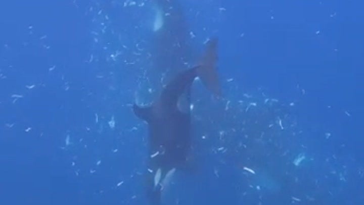 Orcas filmed teaming up to ram a two-tonne sunfish so hard it explodes