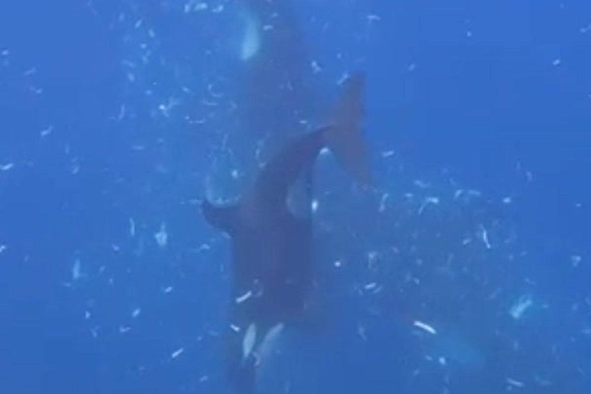 Orcas filmed pulverizing sunfish in what could be either feeding strategy or fun, scientists say