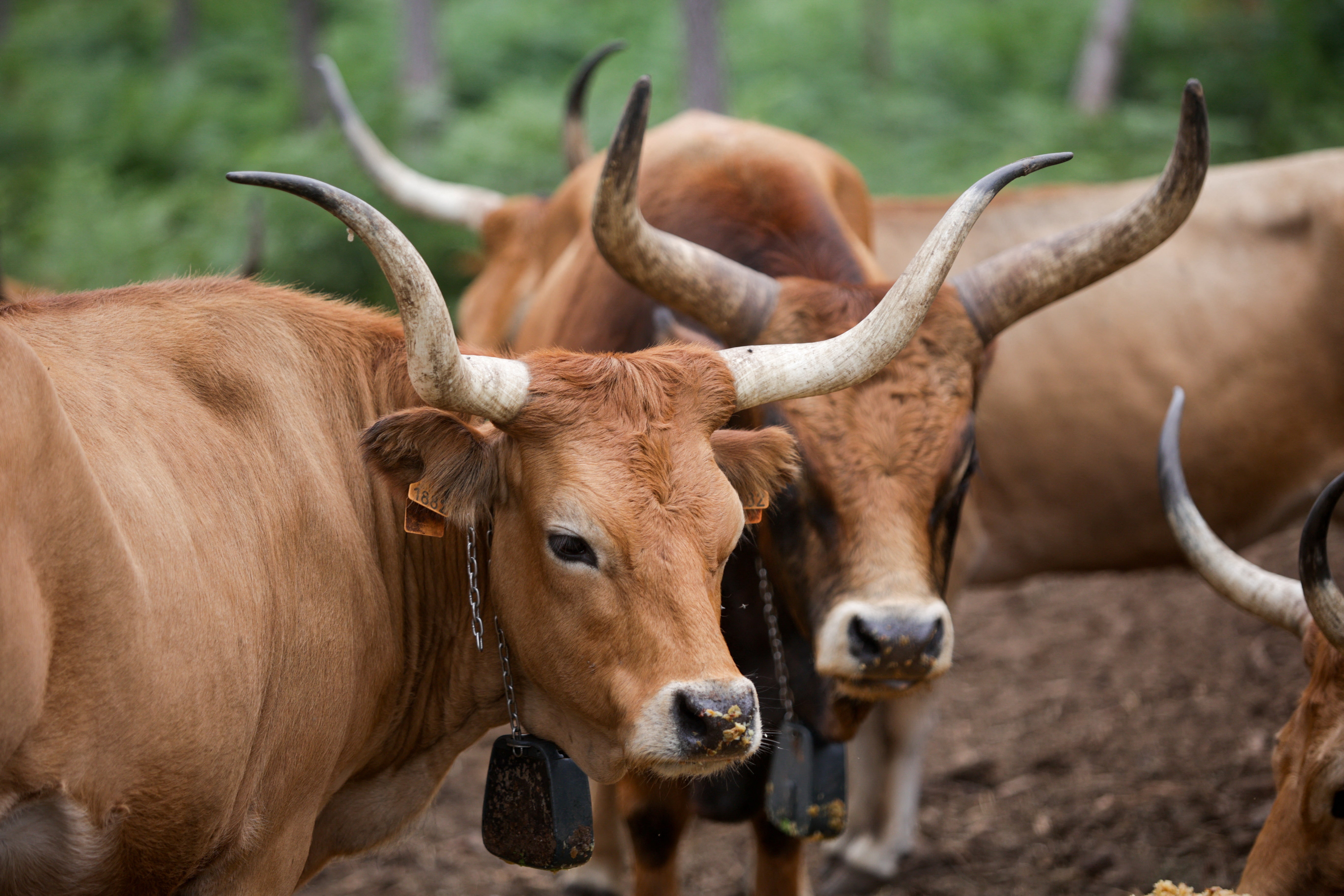 The Cachena are referred to as ‘goat-cows’ by locals given that the breed eats almost anything and can navigate mountainous terrain