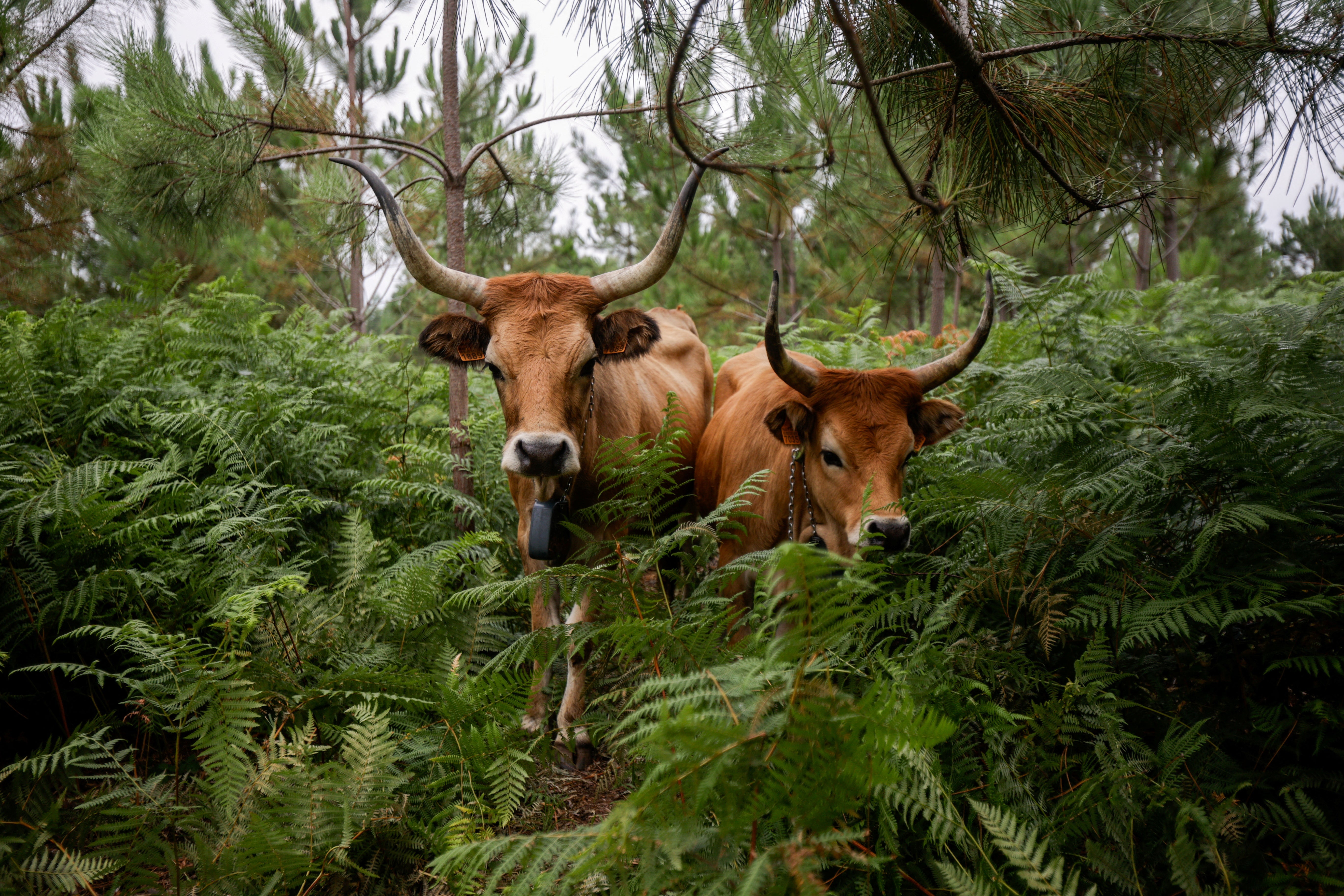 The cows keep the vegetation under control without eradicating it altogether