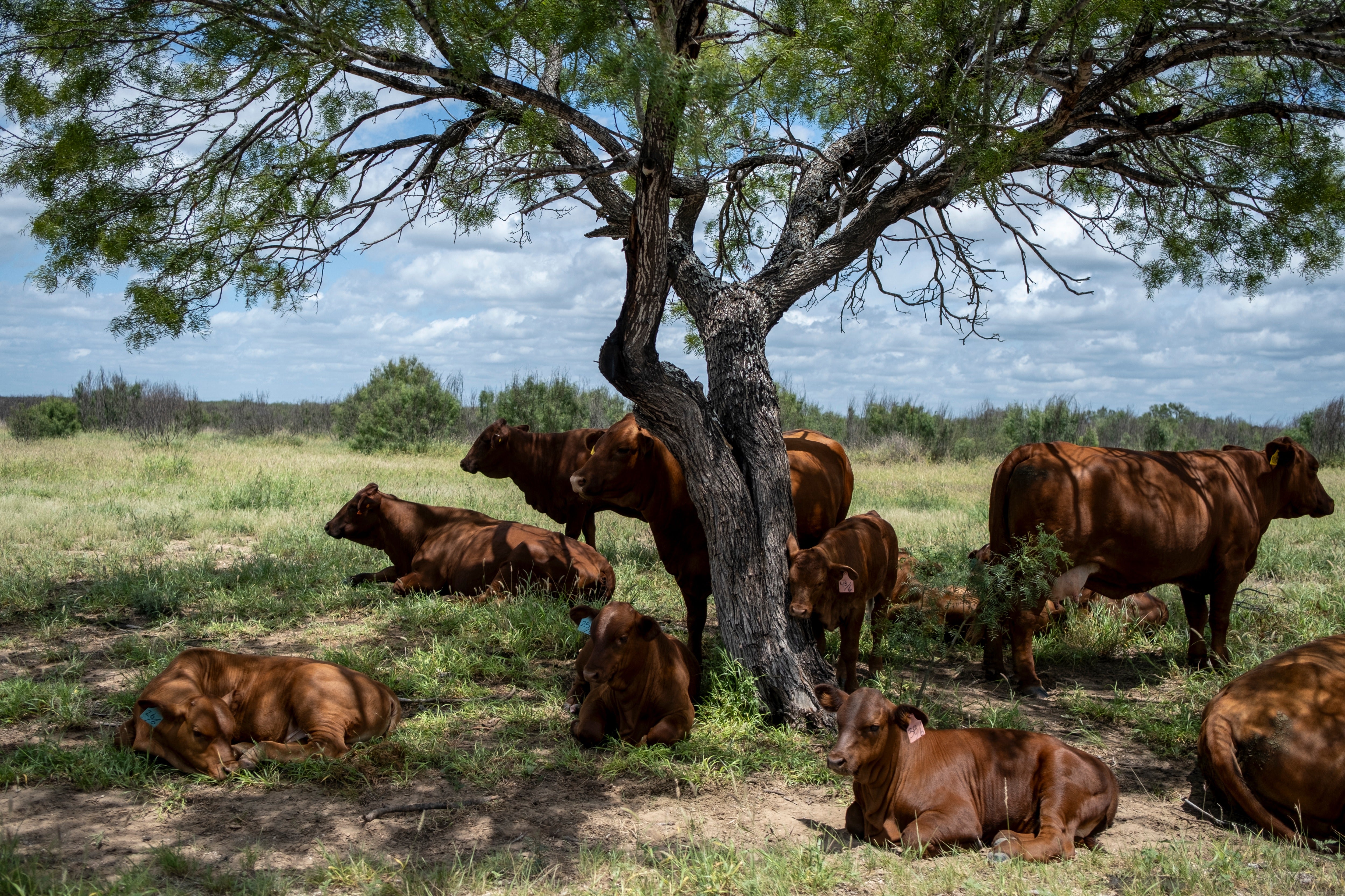 Wild screwworm flies have now spread throughout Mexico and, in June, infested Texas farms for the first time in decades