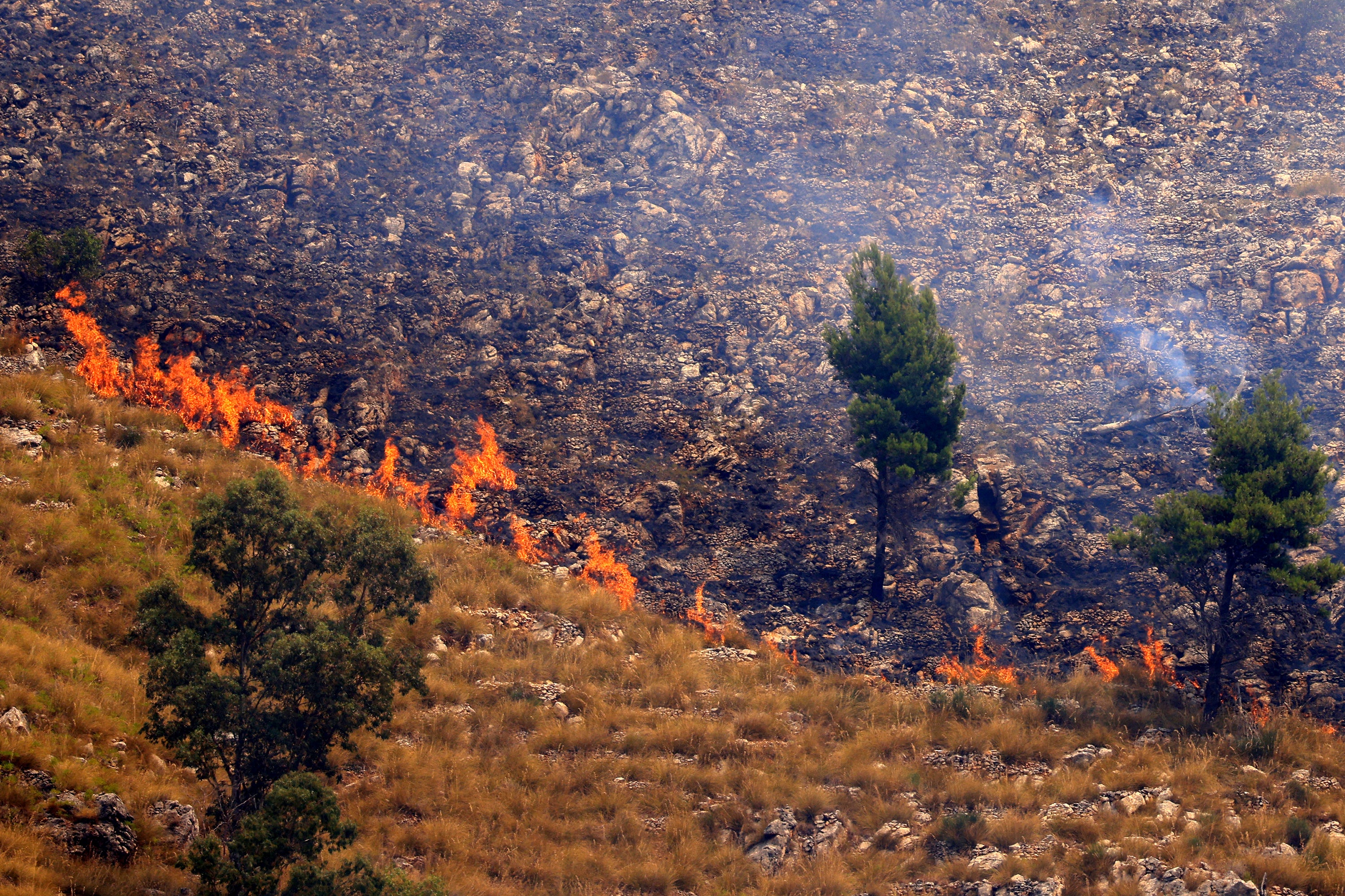 Rows of trees were scorched by the widespread blaze