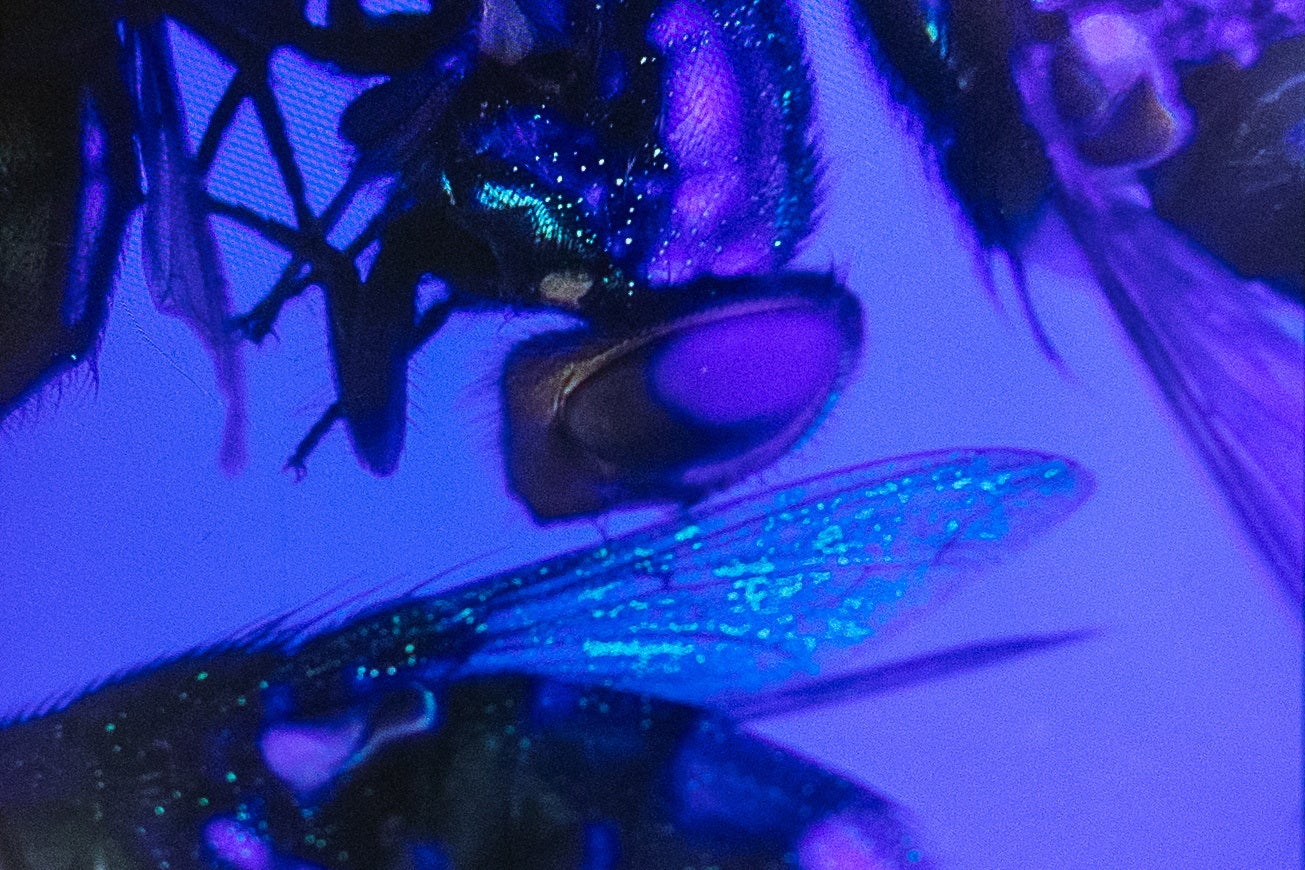 NovoFly is a screwworm fly genetically engineered to produce only males. Once these male offspring are sterilized, they can be released to mate with wild female screwworm flies, which then lay unfertilized eggs