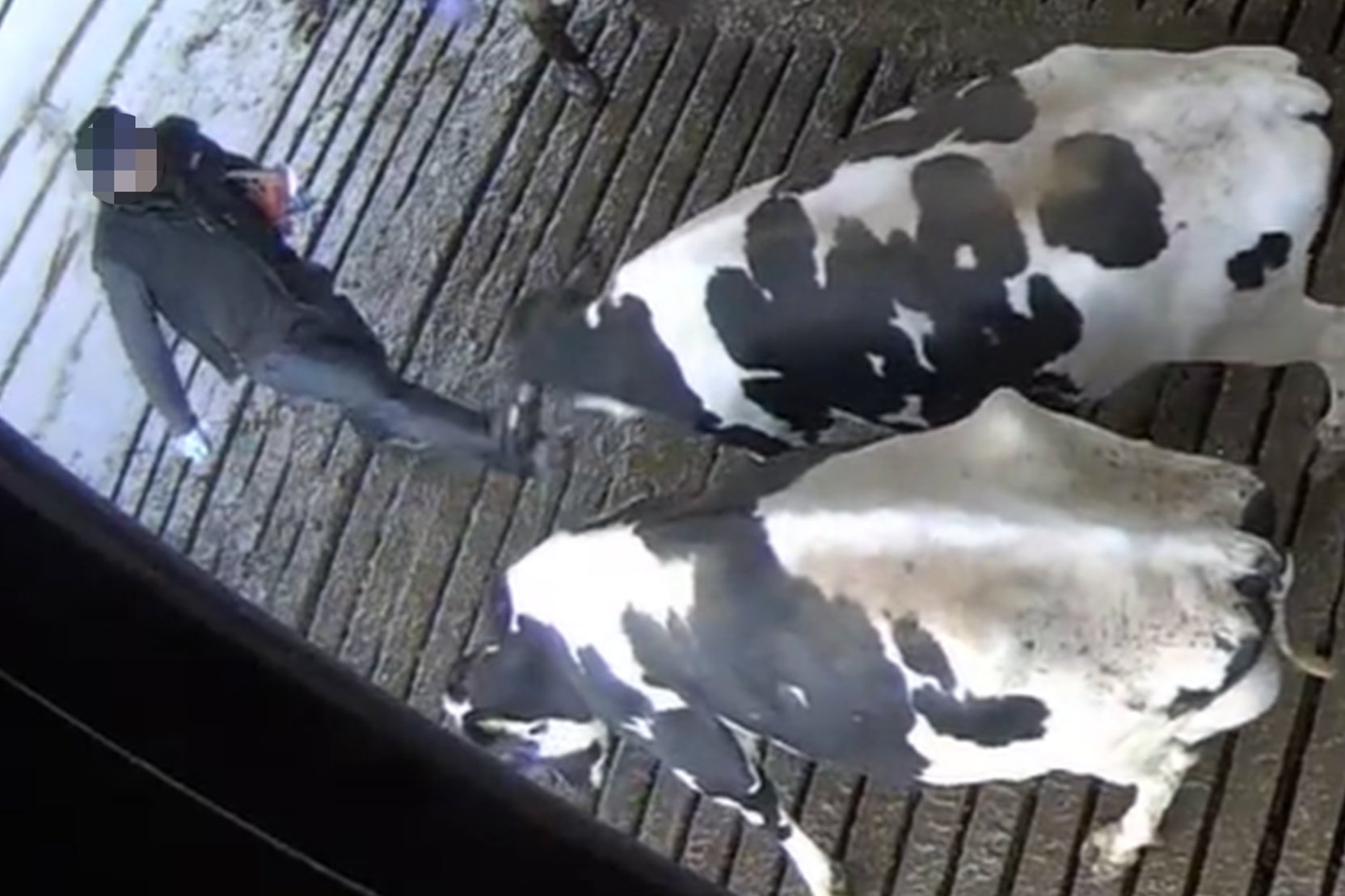 Cameras caught a man kicking a cow in the face (Joey Carbstrong)