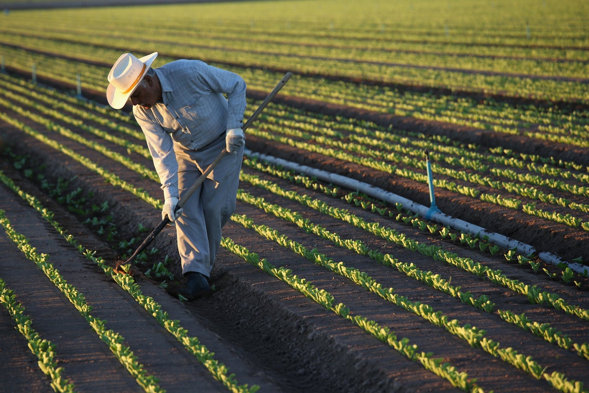 A new cyclospora cluster is under FDA investigation with US now facing four outbreaks